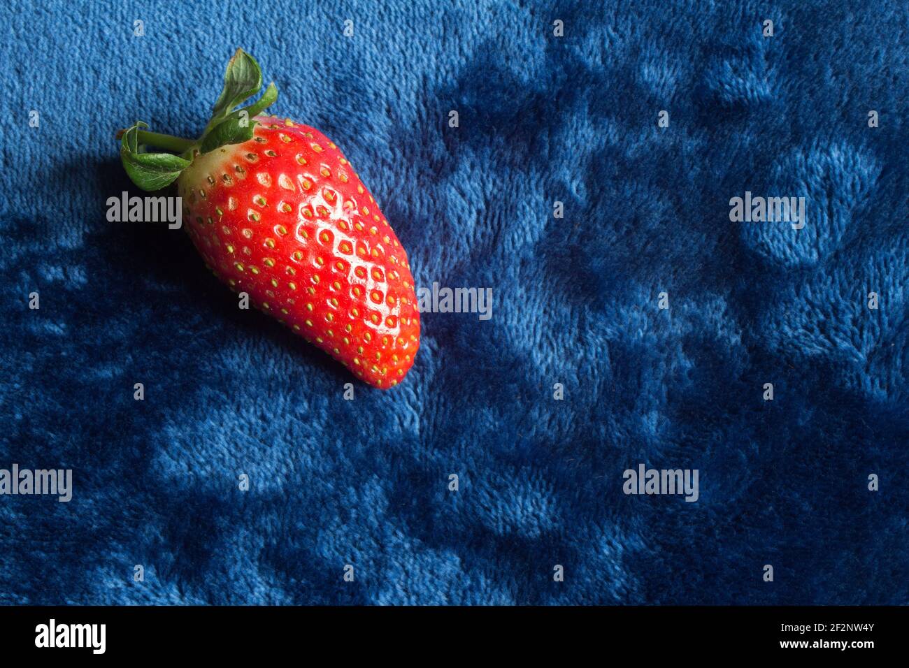 Una fragola isolata diagonalmente su uno sfondo blu vellutato con e spazio per inserire un testo. Frutta fresca. Foto Stock