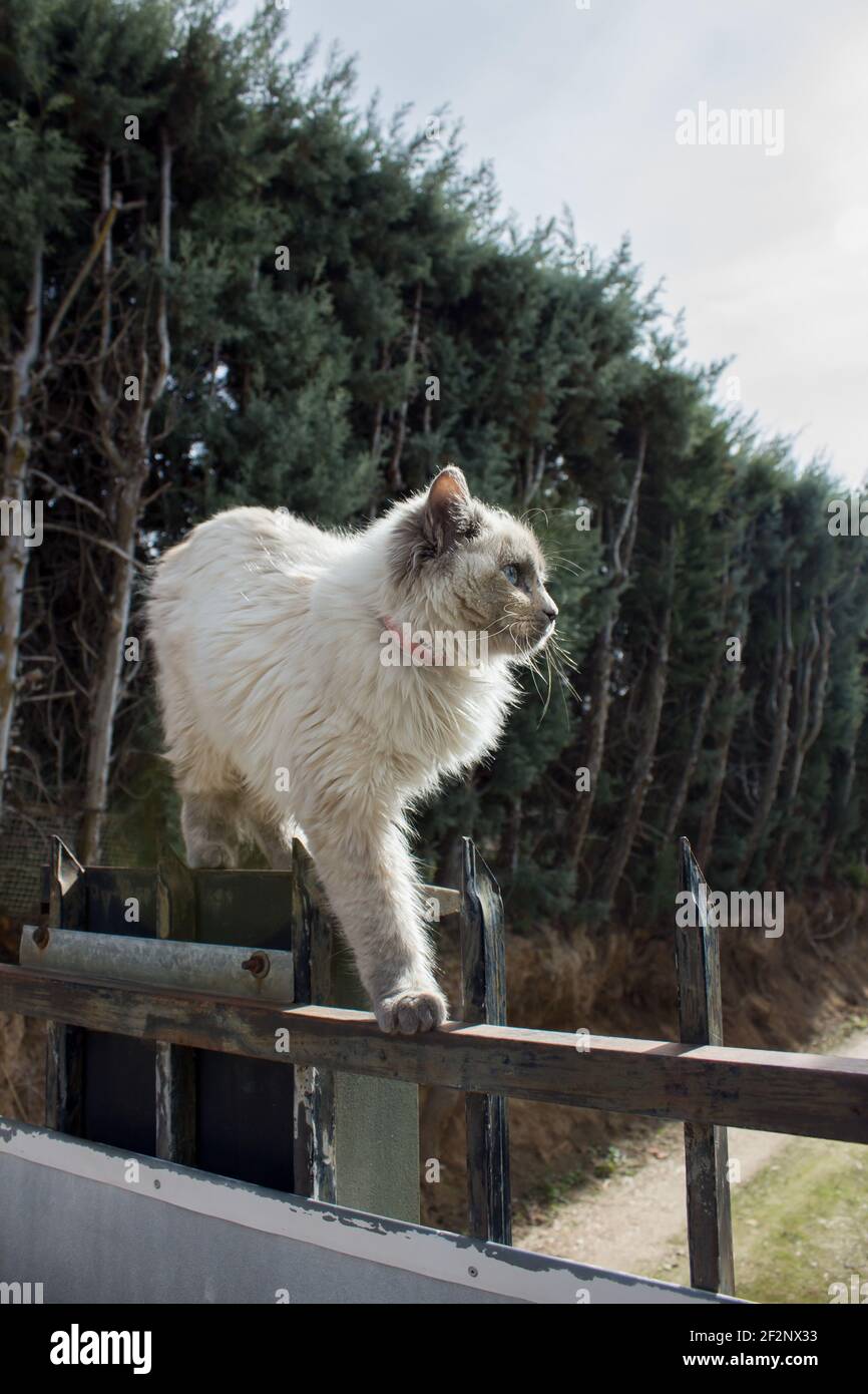 Un giovane gatto cammina lungo il bordo di un cancello arrugginito nel mezzo di una strada sterrata e di alberi. Animali in libertà. Foto Stock