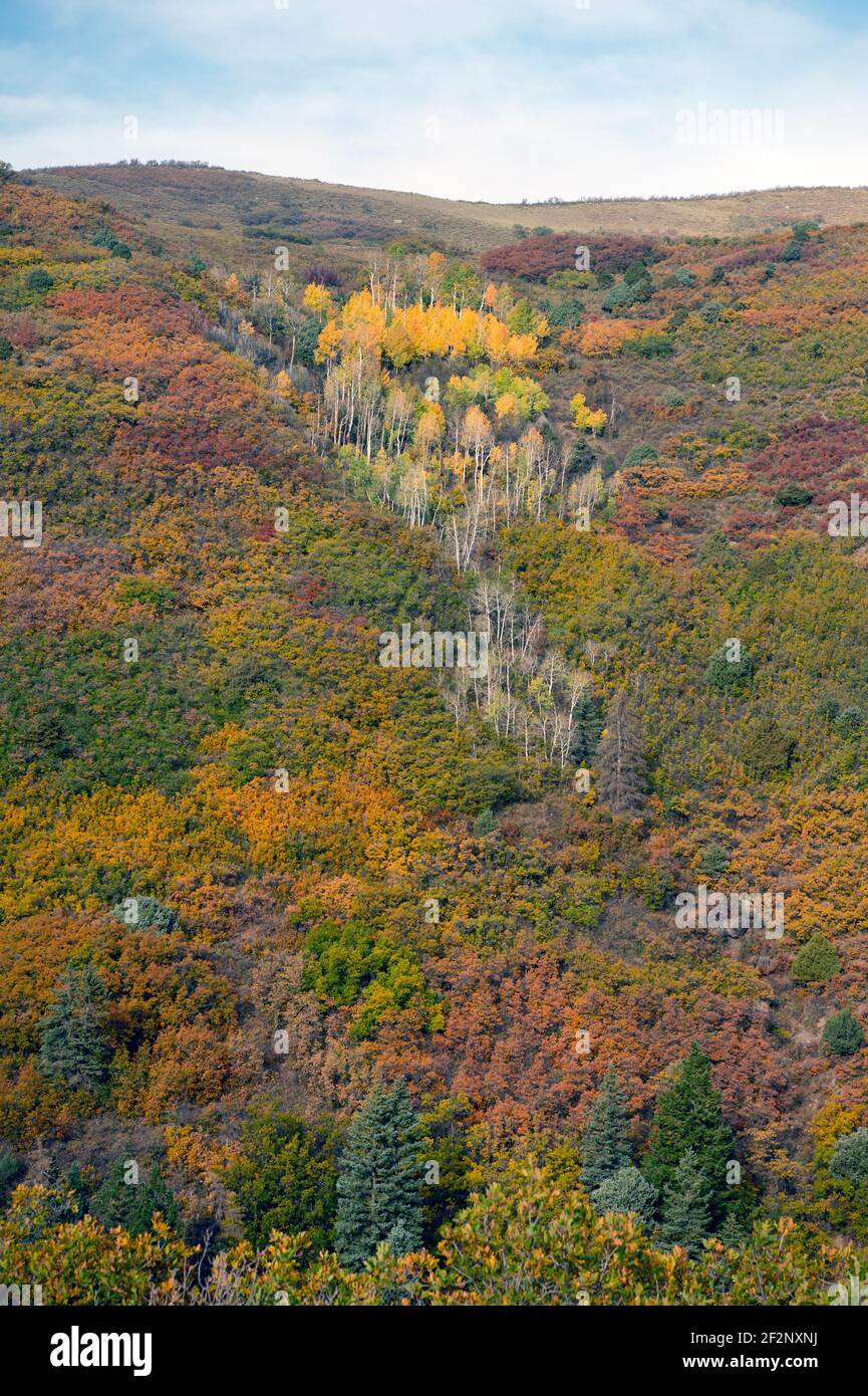 Colore autunnale (quercia GAMBEL, aspen e abete rosso Colorado blu) nel Colorado del sud-ovest degli Stati Uniti Foto Stock
