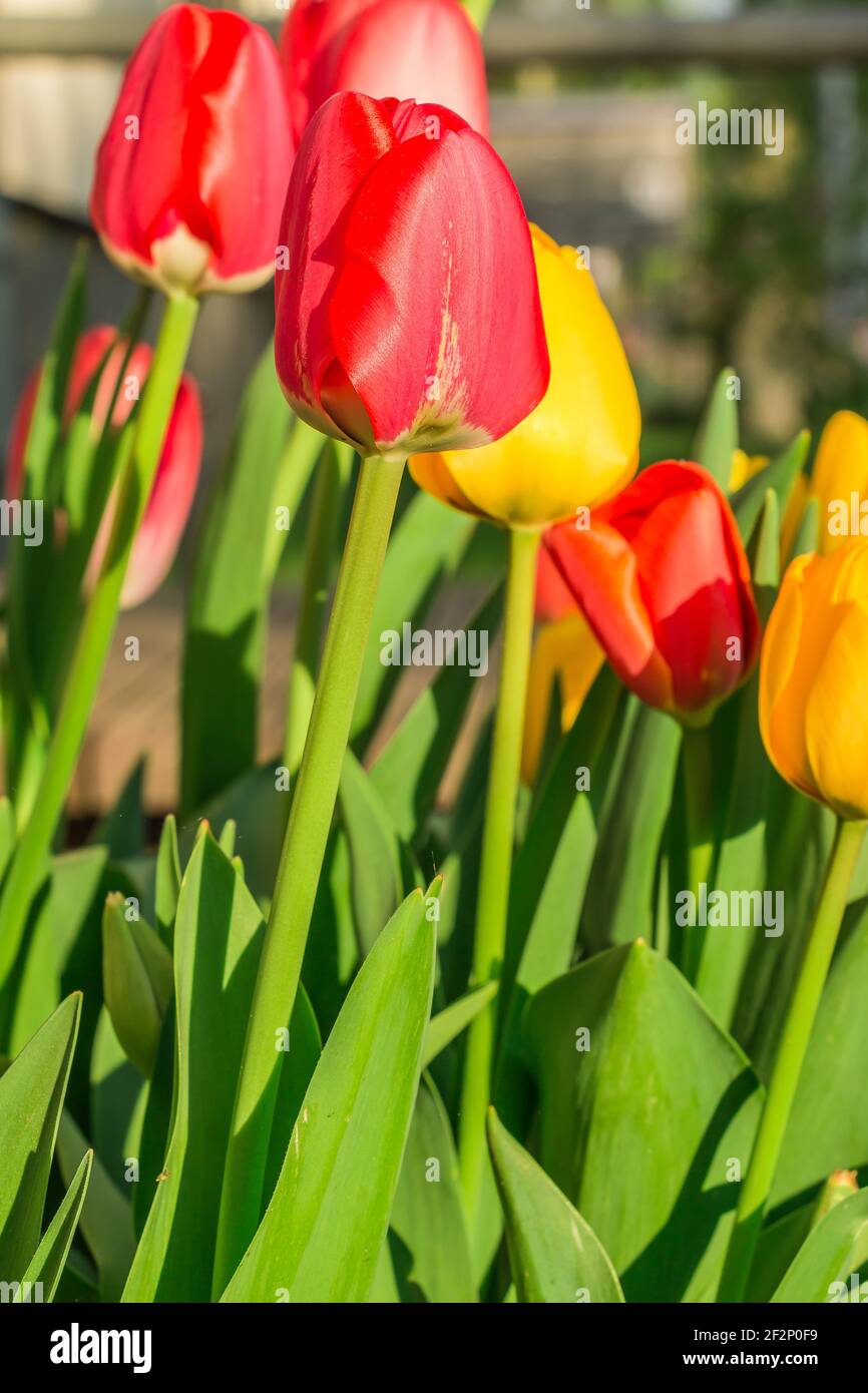 Grandi fiori di tulipano rosso giallo e arancio. Diversi fiori al sole. Piante in dettaglio in primavera. Petali con strutture e colorati Foto Stock