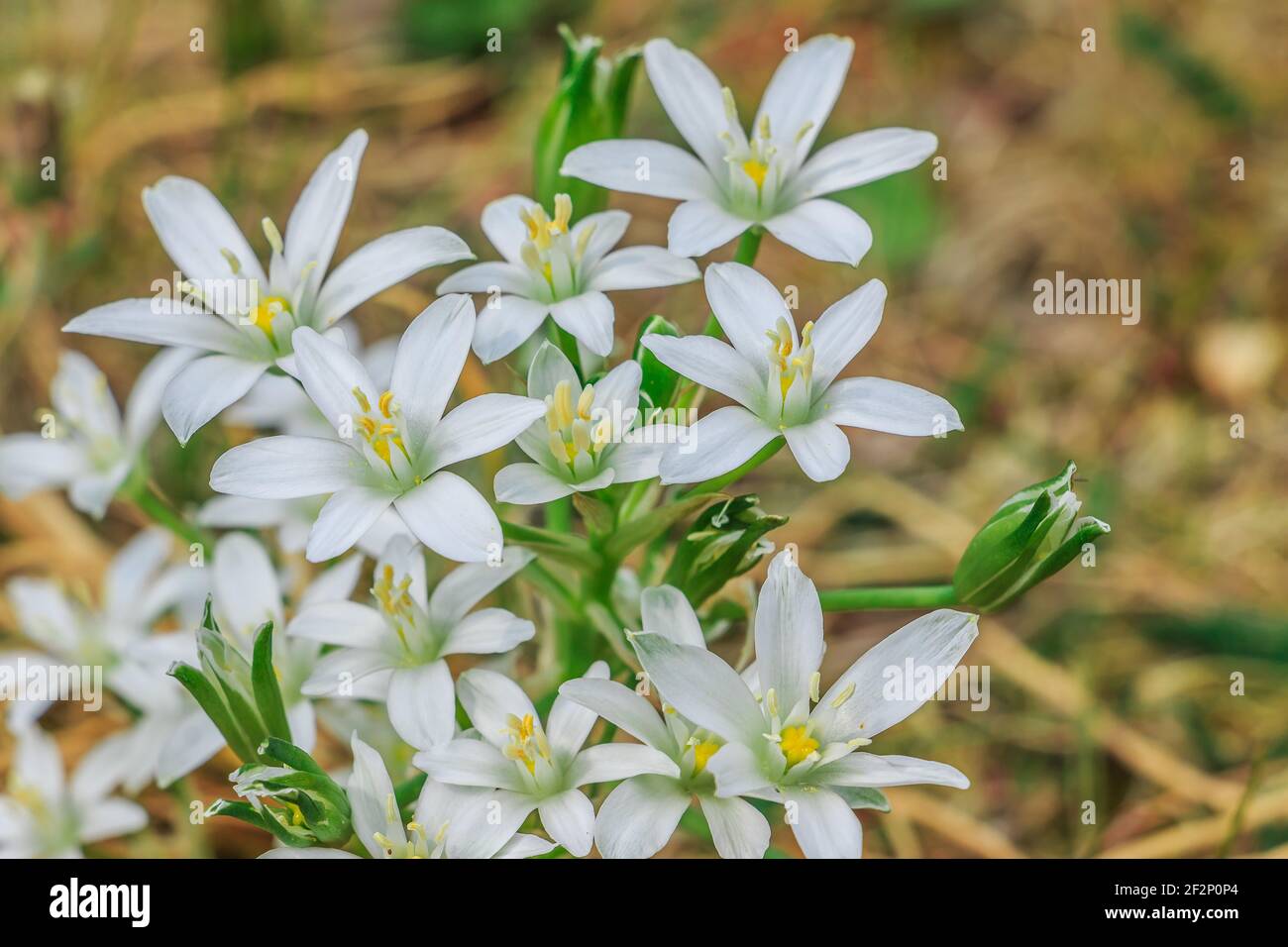 Fiore umoli stella latte in un prato. Pianta Stella di Betlemme in  primavera quando fiorisce con fiori bianchi. Fiore aperto con petali e  singolo chiuso Foto stock - Alamy