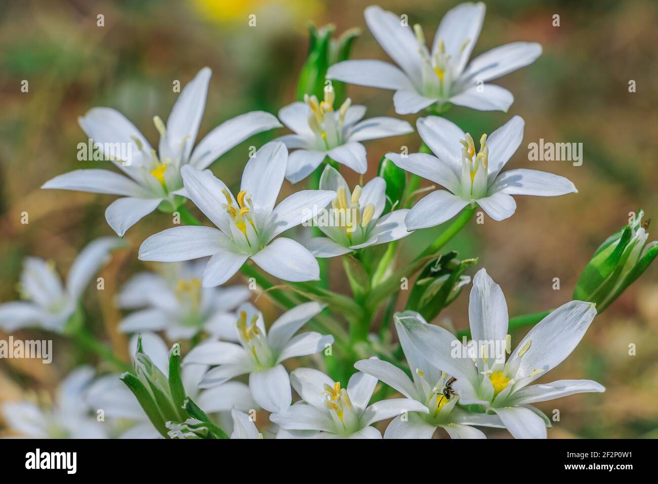 fiori bianchi dalla stella lattiginosa umbel. Pianta stella di Betlemme in un prato. Fiore in primavera con petali bianchi e polline con pistil. Genere di latte Foto Stock