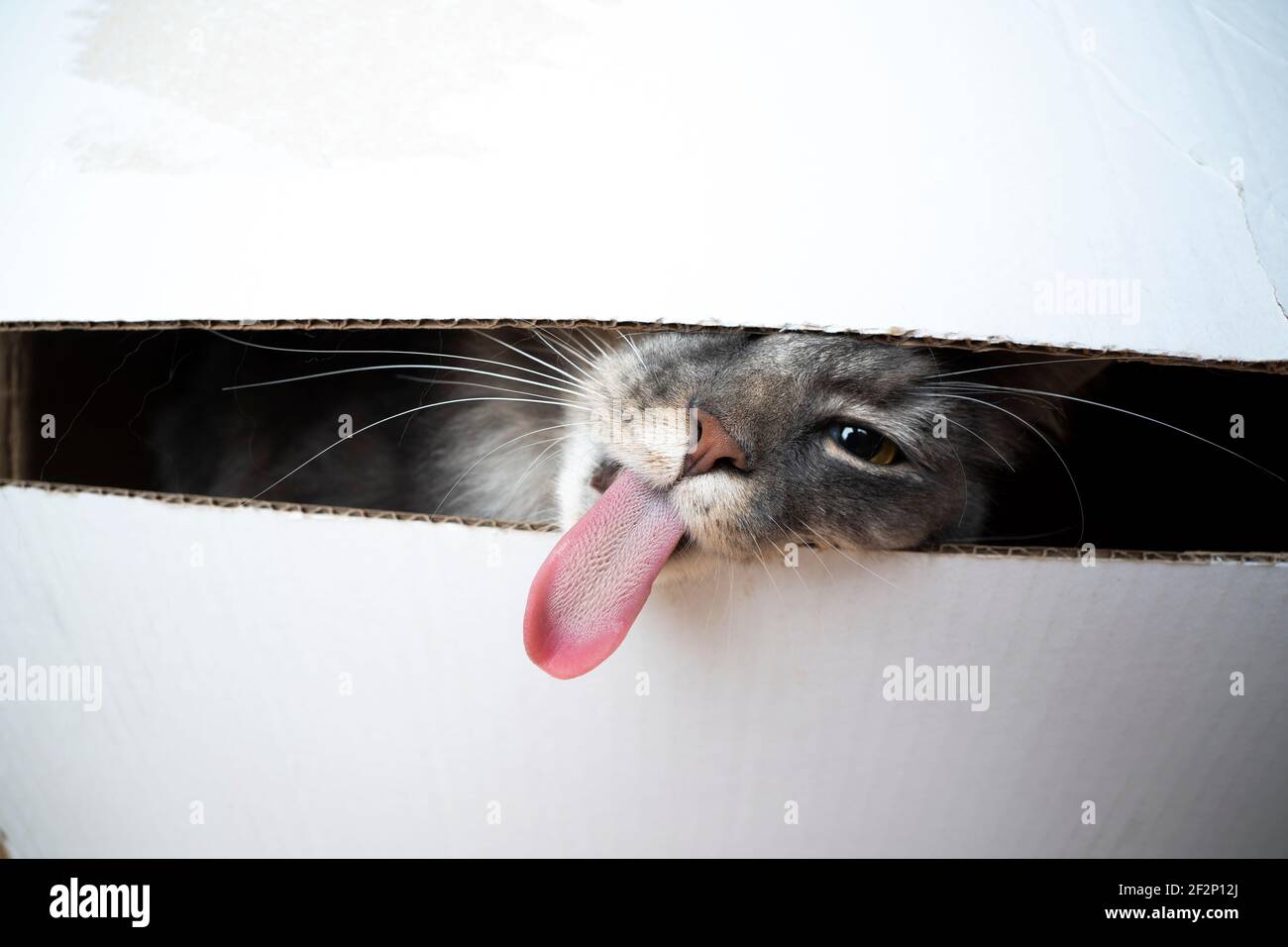 divertente immagine di un gatto che si stacca lungo lingua guardando attraverso un gioco Foto Stock