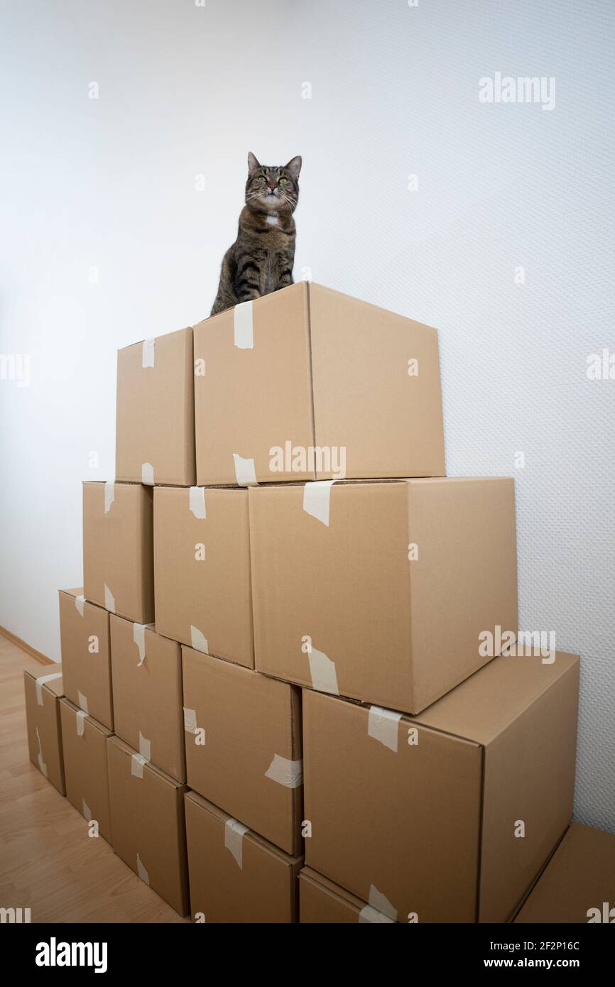 gatto tabby seduto sopra di scatole di cartone impilate con spazio di copia Foto Stock