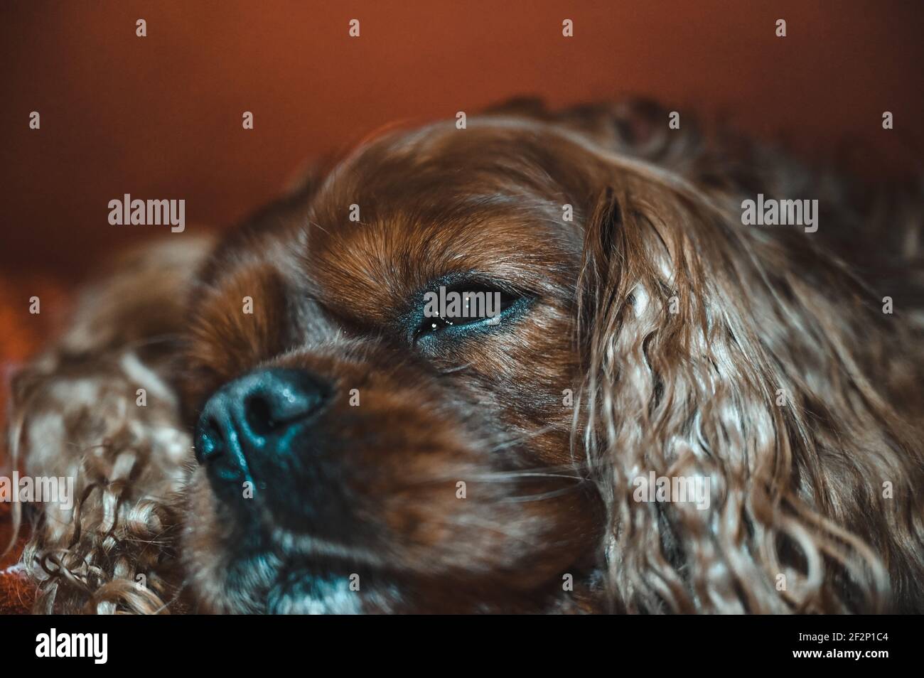Un Cavalier Re Carlo Spaniel con cappotto marrone Foto Stock