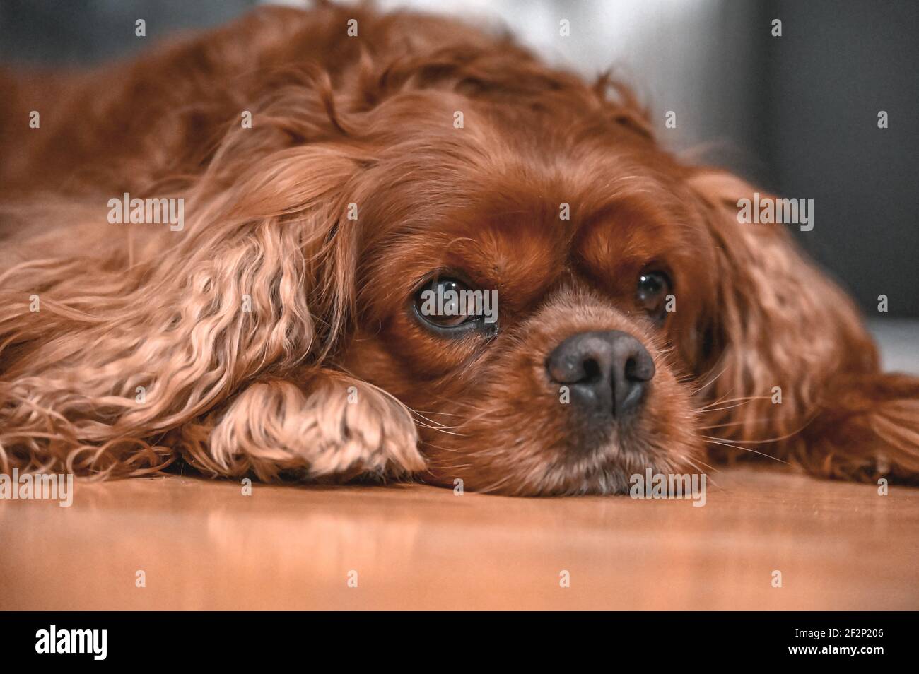 Un Cavalier Re Carlo Spaniel con cappotto marrone Foto Stock
