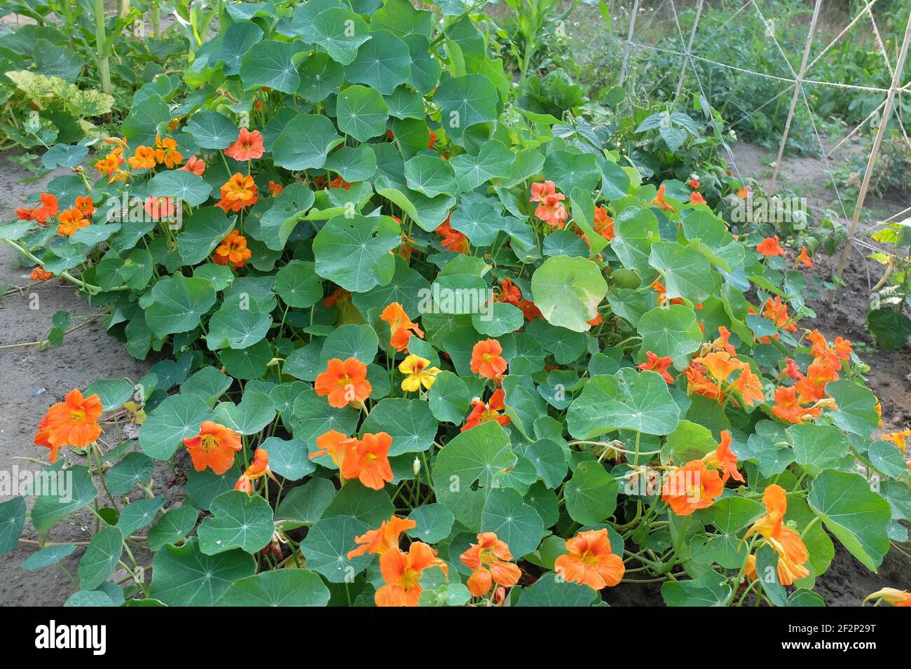 Il grande nasturzio (Tropaeolum majus) come copertura di terra Foto Stock