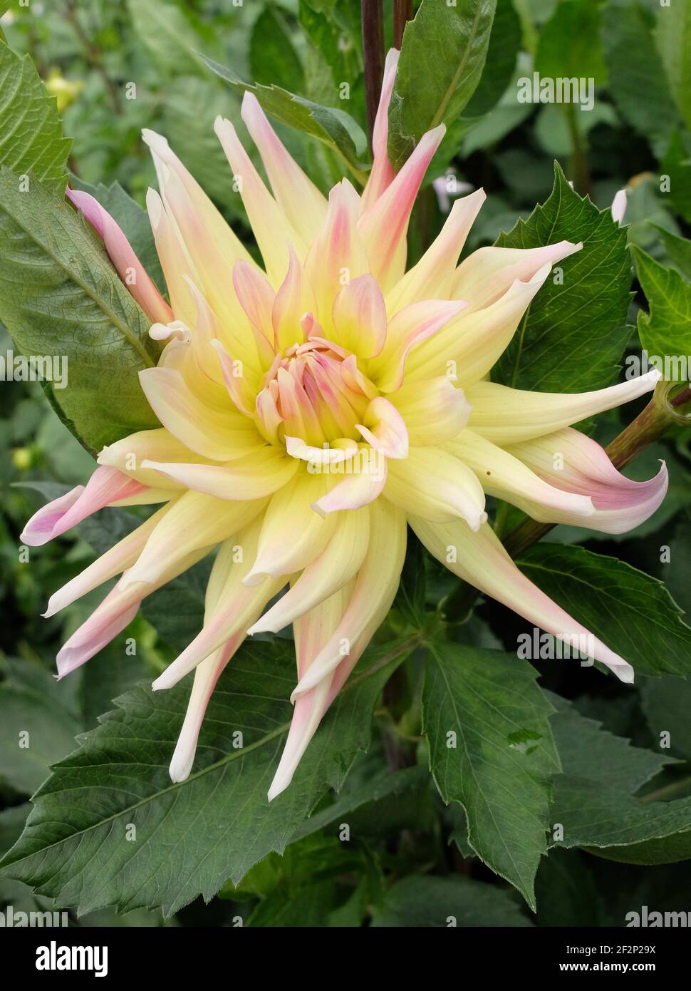 Semicactus dahlia bicolore "Cabana Banana" (Dahlia) Foto Stock