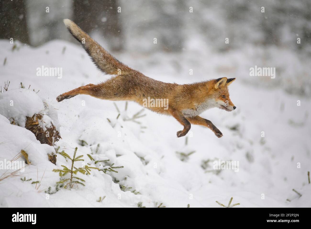 Volpe rossa, vulpes, in inverno Foto Stock