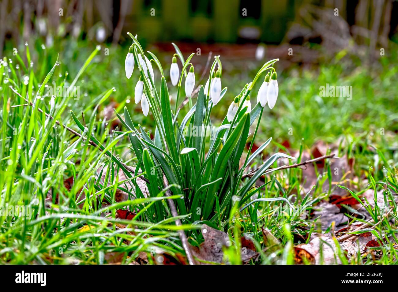 Le gocce di neve iniziano a crescere in primavera Foto Stock
