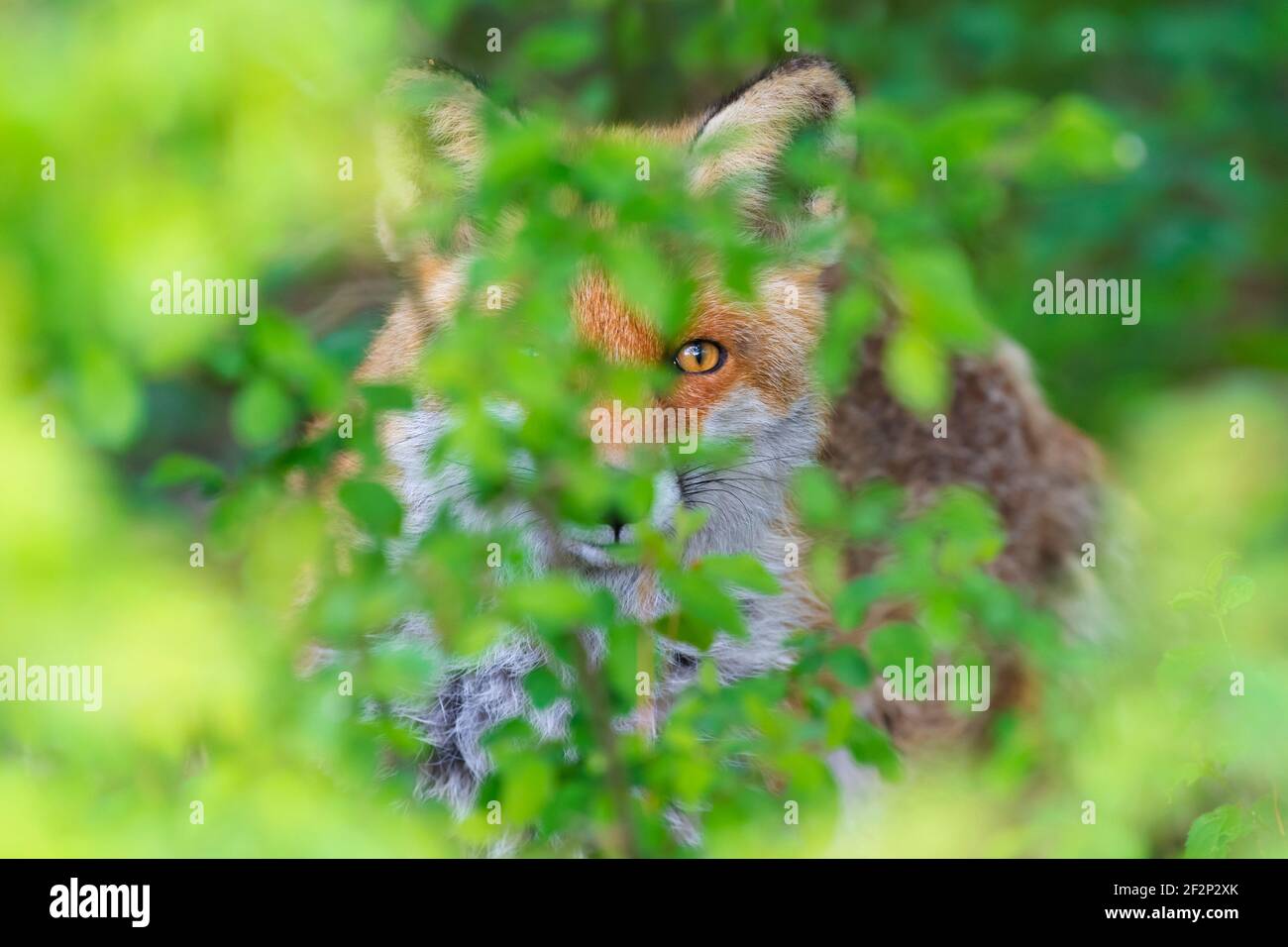 Fox in una siepe, aprile, Assia, Germania Foto Stock