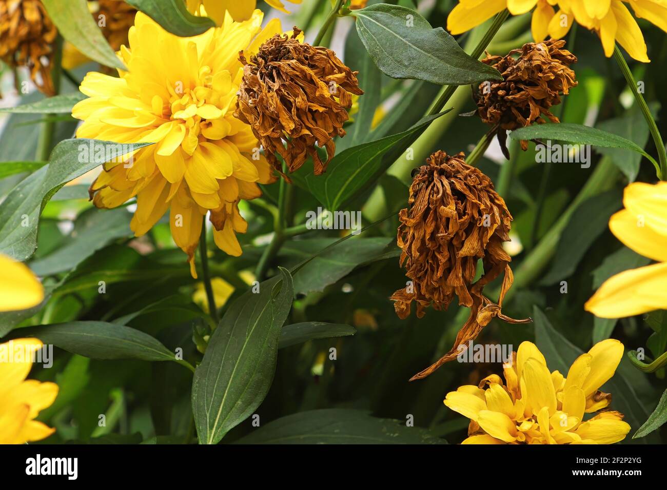 Morti falsi fiori di girasole tra le teste in fiore Foto Stock