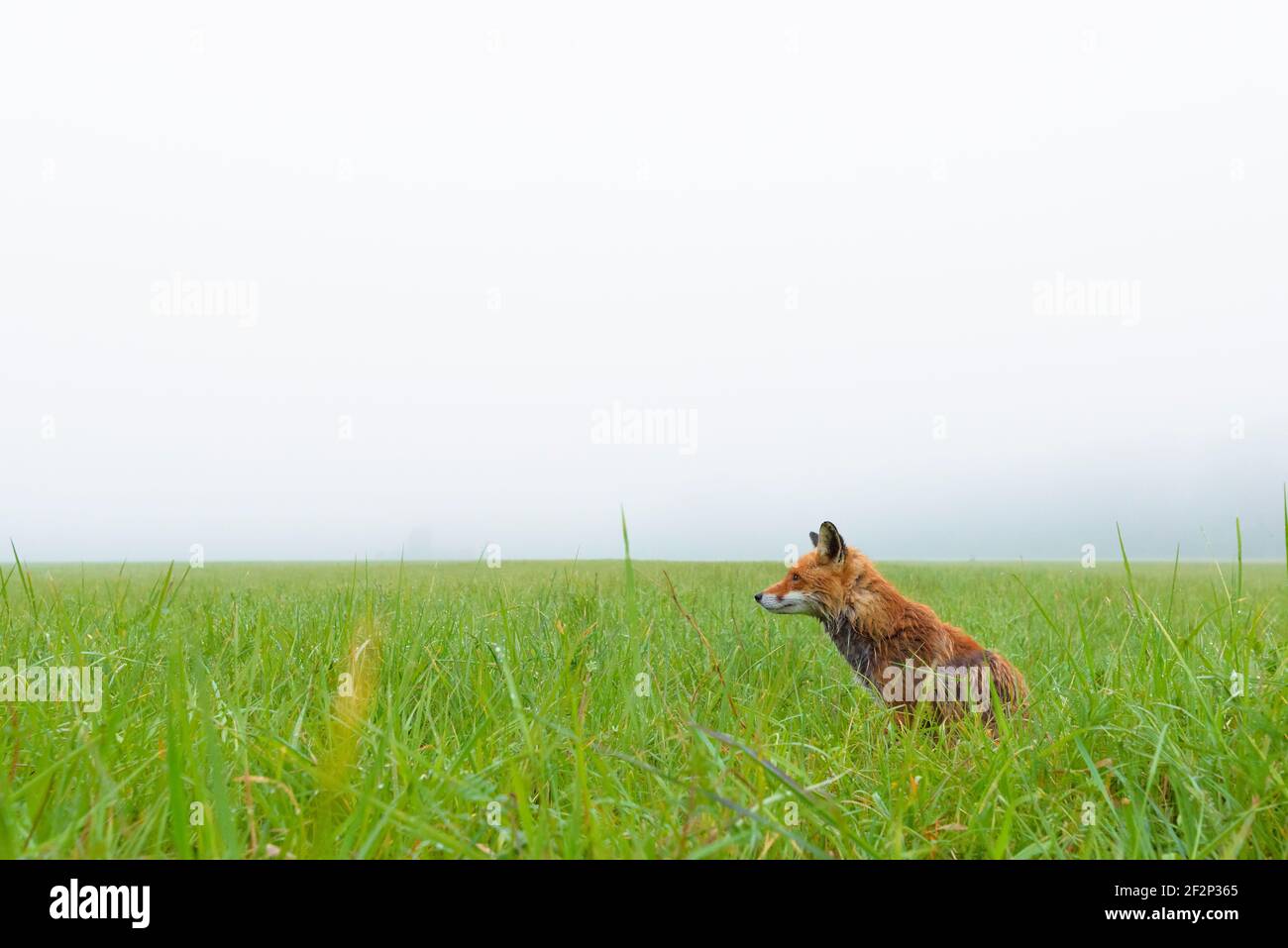 Volpe su un prato nella nebbia mattutina, maggio, Assia, Germania Foto Stock