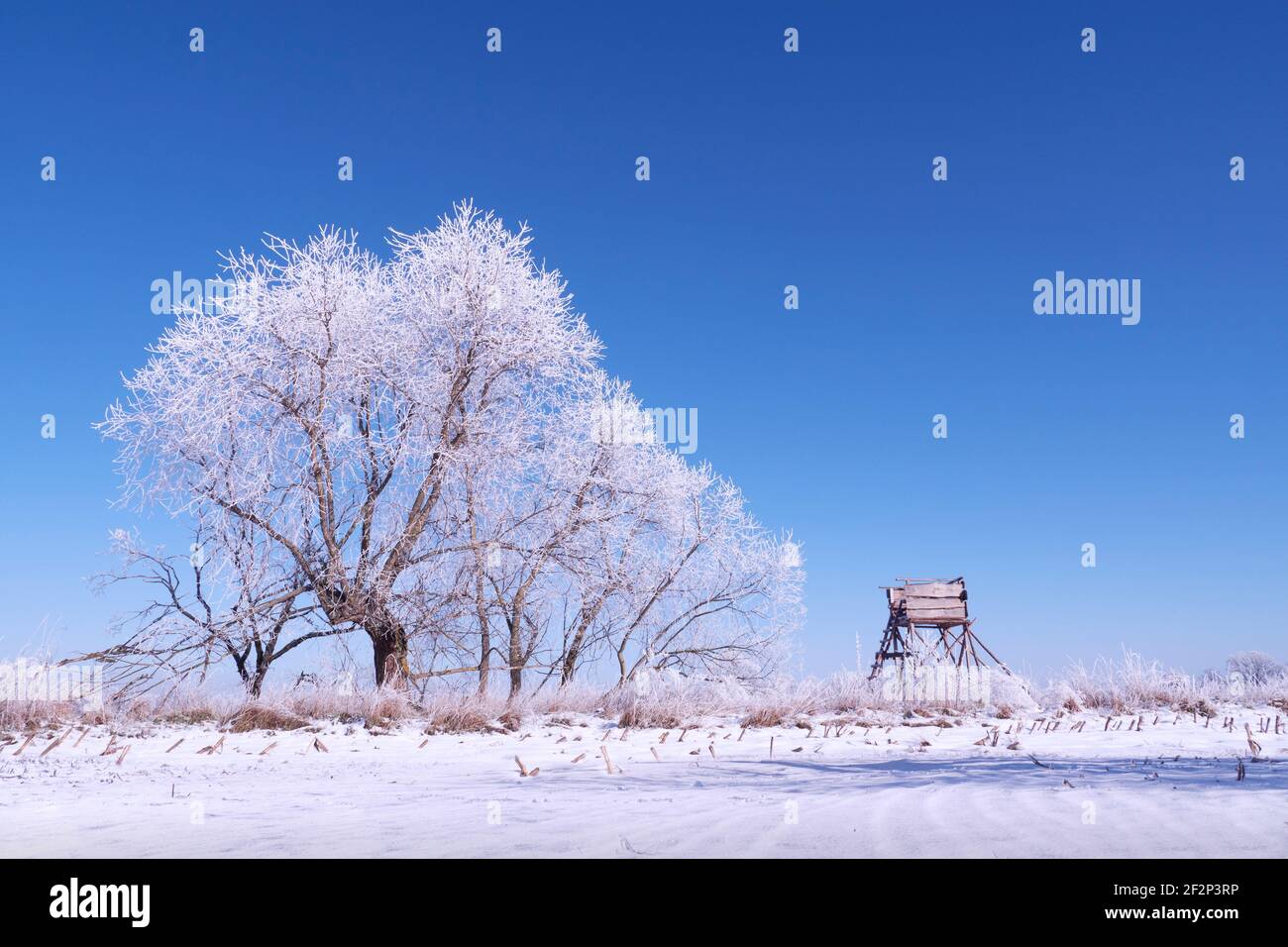 Perch e un albero coperto di brina dietro un innevato campo con un cielo blu chiaro Foto Stock