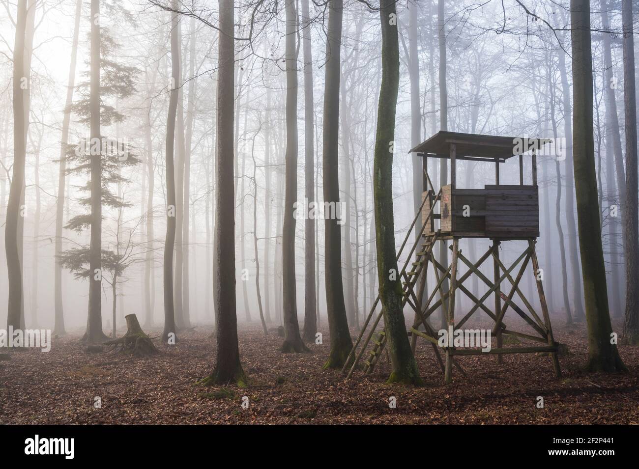 Sedile alto nella faggeta in nebbia, dicembre, Spessart, Baviera, Germania Foto Stock