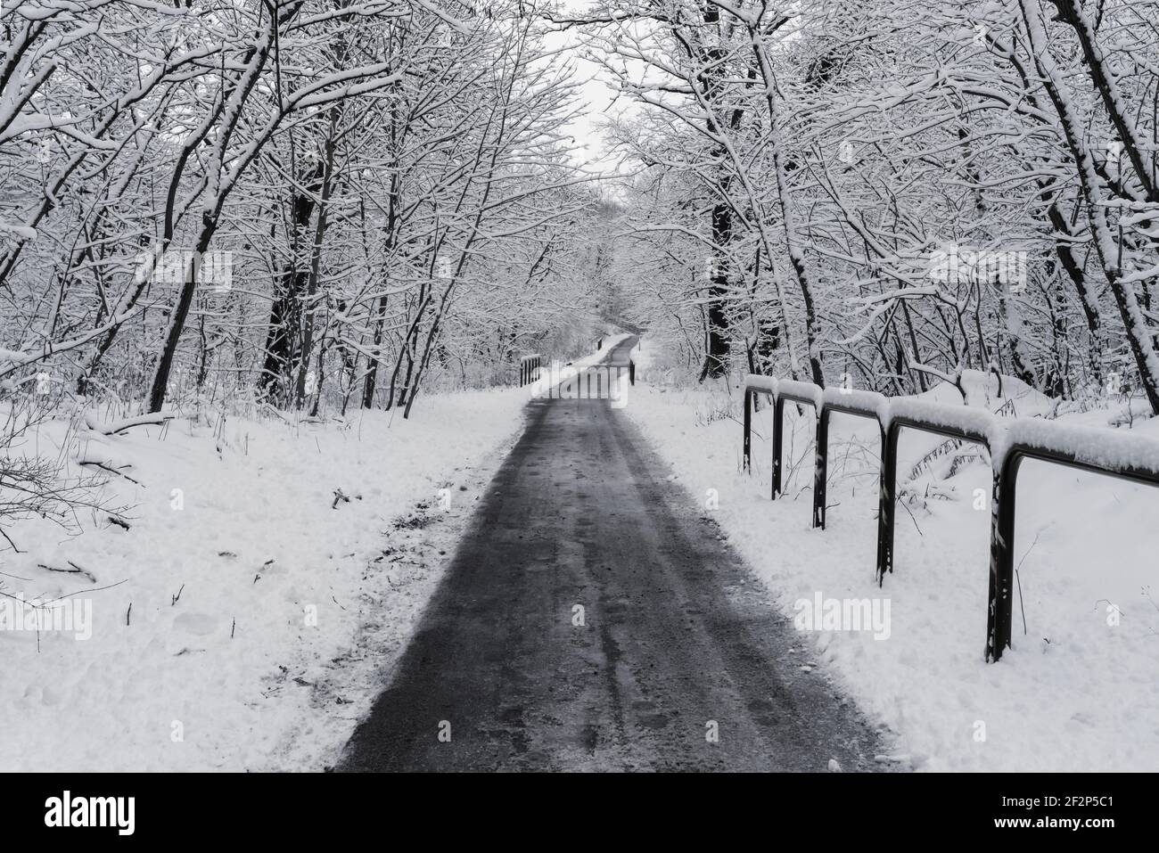 Pista ciclabile nella foresta Foto Stock Pista ciclabile nella foresta Foto Stock