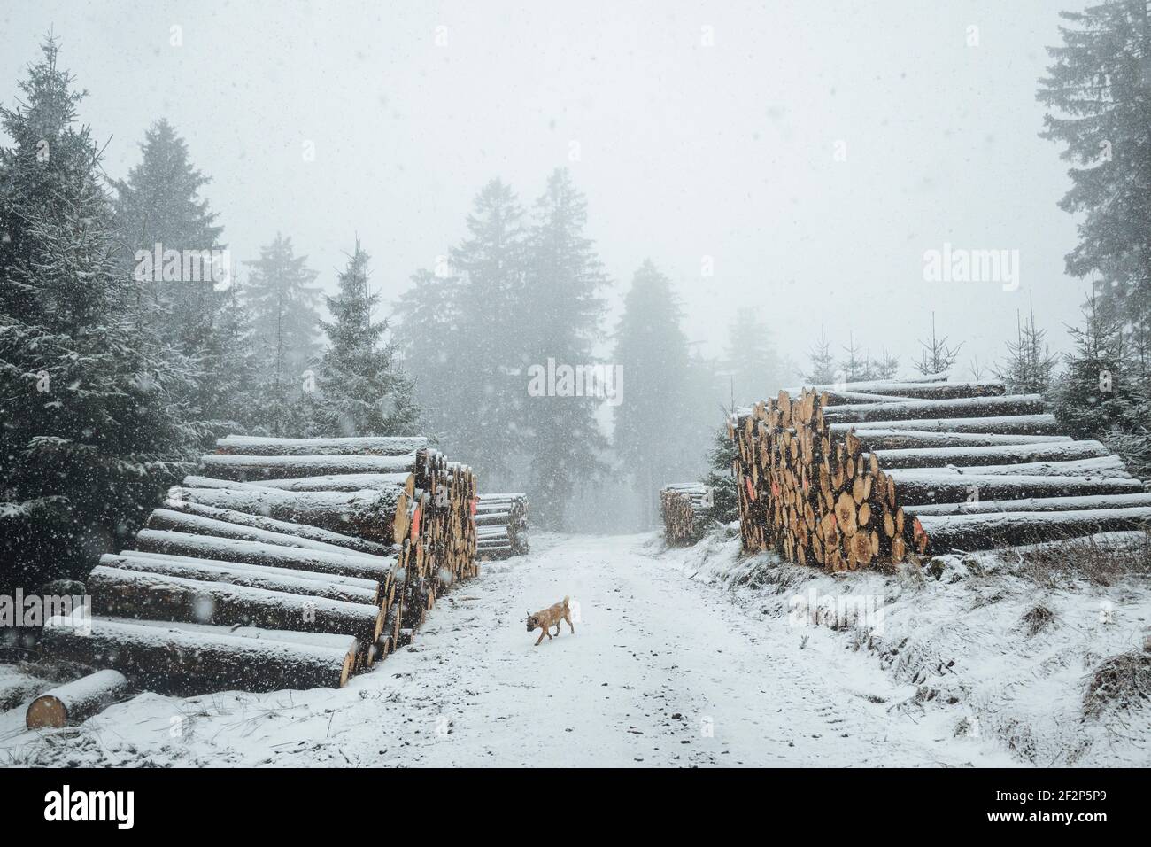 Passeggiata invernale sul piccolo Feldberg nel Taunus Foto Stock