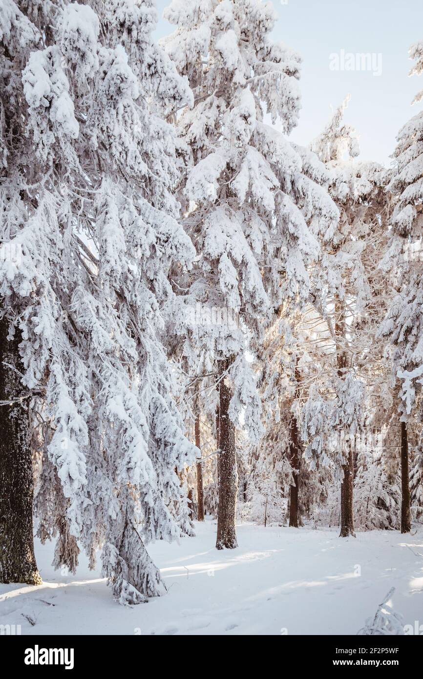 Winter Wonderland sul grande Feldberg nel Hochtaunus, vicino a Francoforte Foto Stock