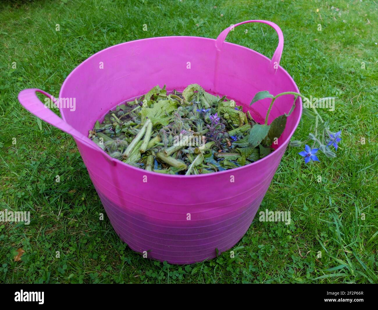 Produzione naturale di concime erboristico con borragine (Borago officinalis) Foto Stock