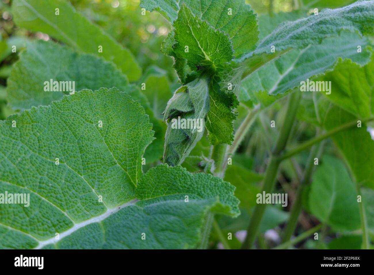 Clary Sage (sclarea di Salvia) con germoglio Foto Stock