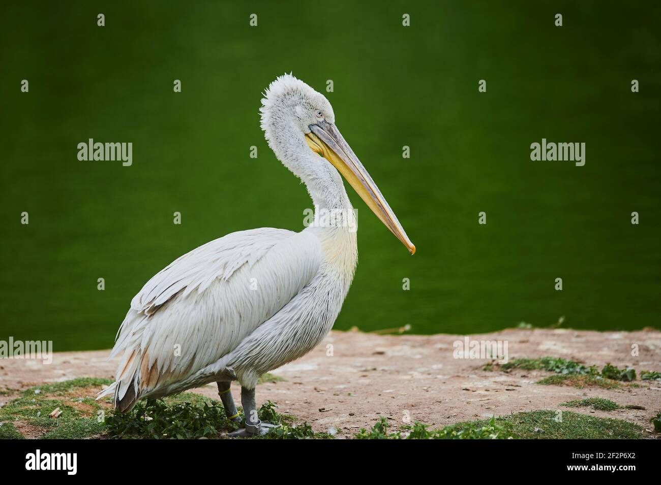Pellicano grigio, Pelecanus philippensis, banca, laterale, in piedi Foto Stock