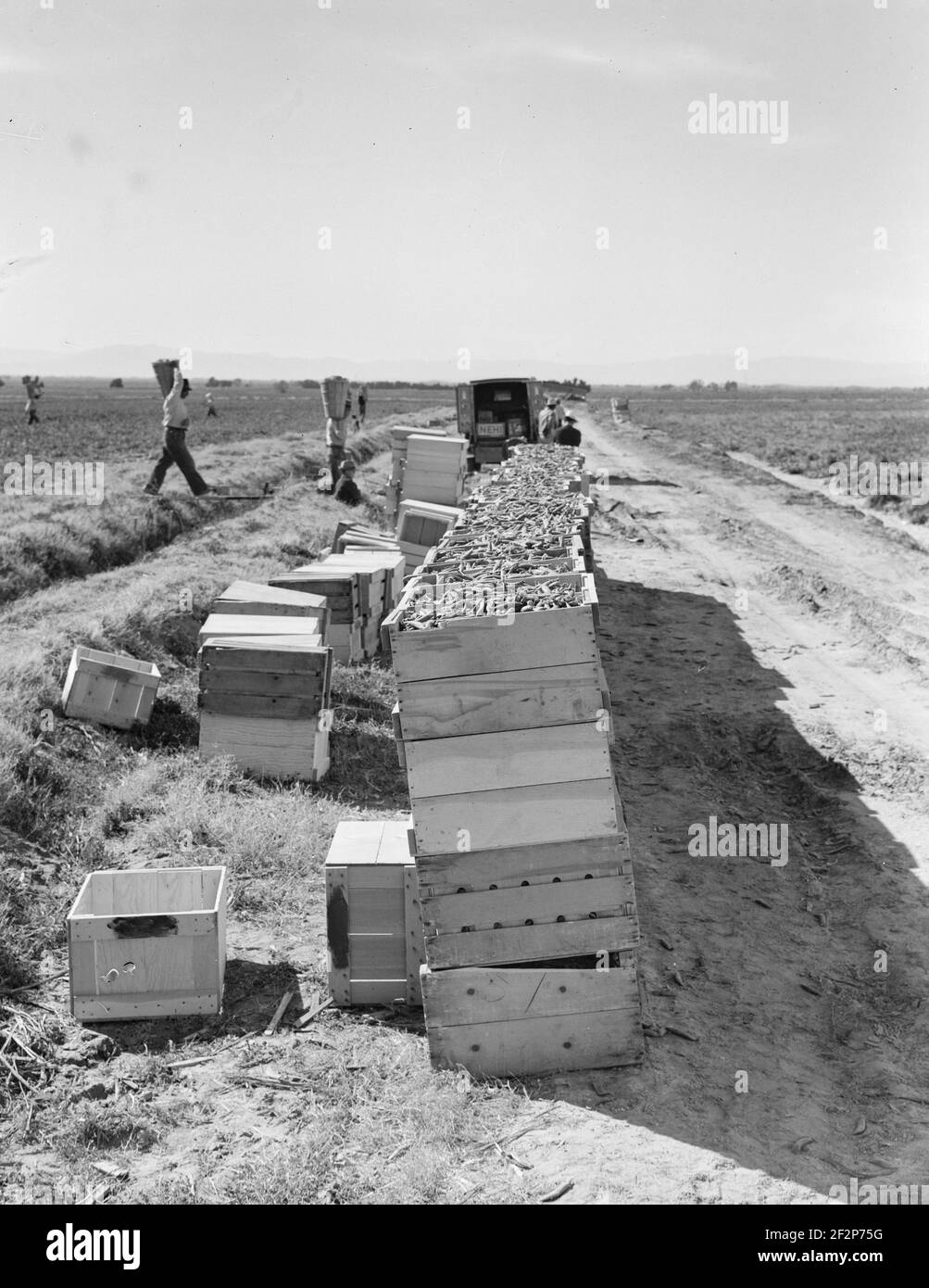 Raccolta di piselli. Agricoltura industrializzata su larga scala su Sinclair Ranch. Imperial Valley, California. Febbraio 1939. . Fotografia di Dorothea Lange. Foto Stock