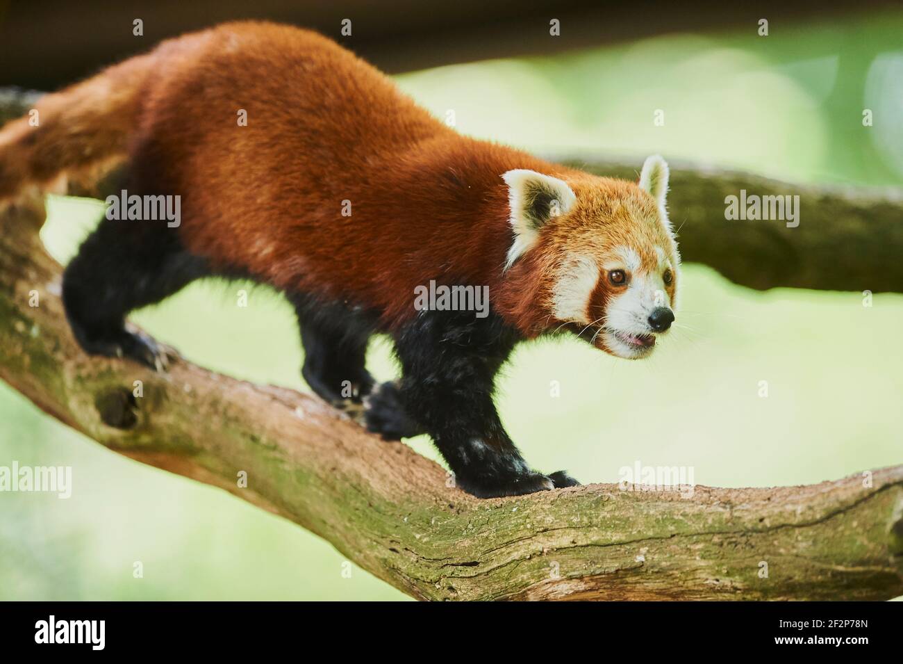 Panda minore occidentale, fulgens Ailurus, tronco d'albero, arrampicata, in cattività, Germania, Europa Foto Stock