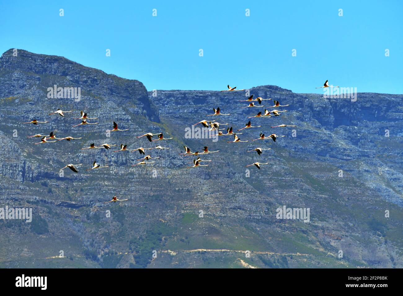 Gregge di fenicotteri (Fenicotterus roseus) in volo con sfondo di Table Mountain, Città del Capo, Sud Africa. Foto Stock