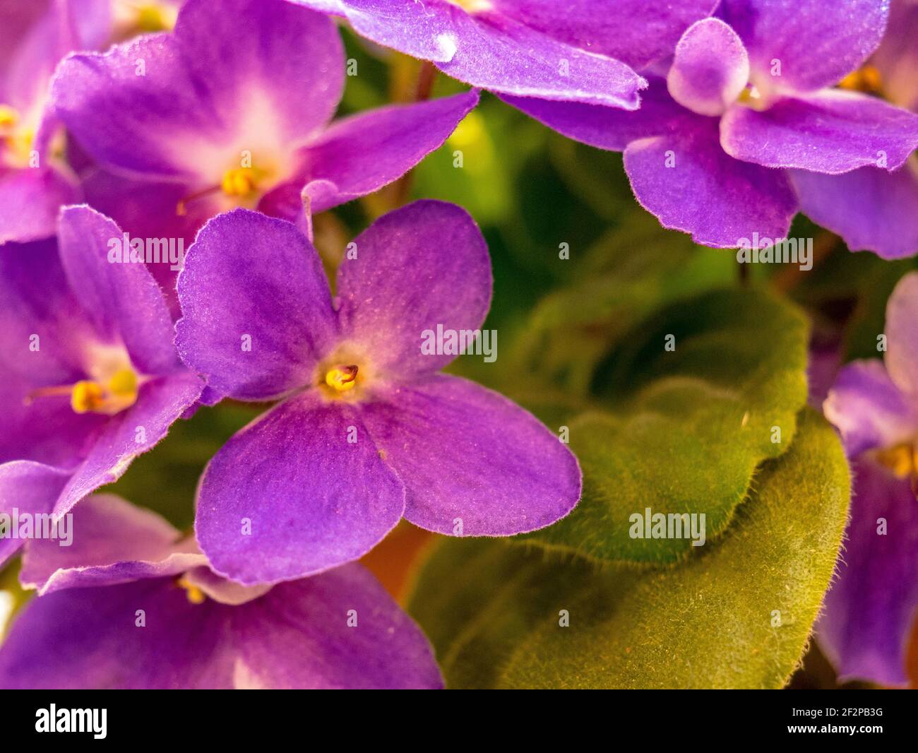 Viola-giallo-viola in fiore (Saintpaulia) - fuoco selettivo. Foto Stock