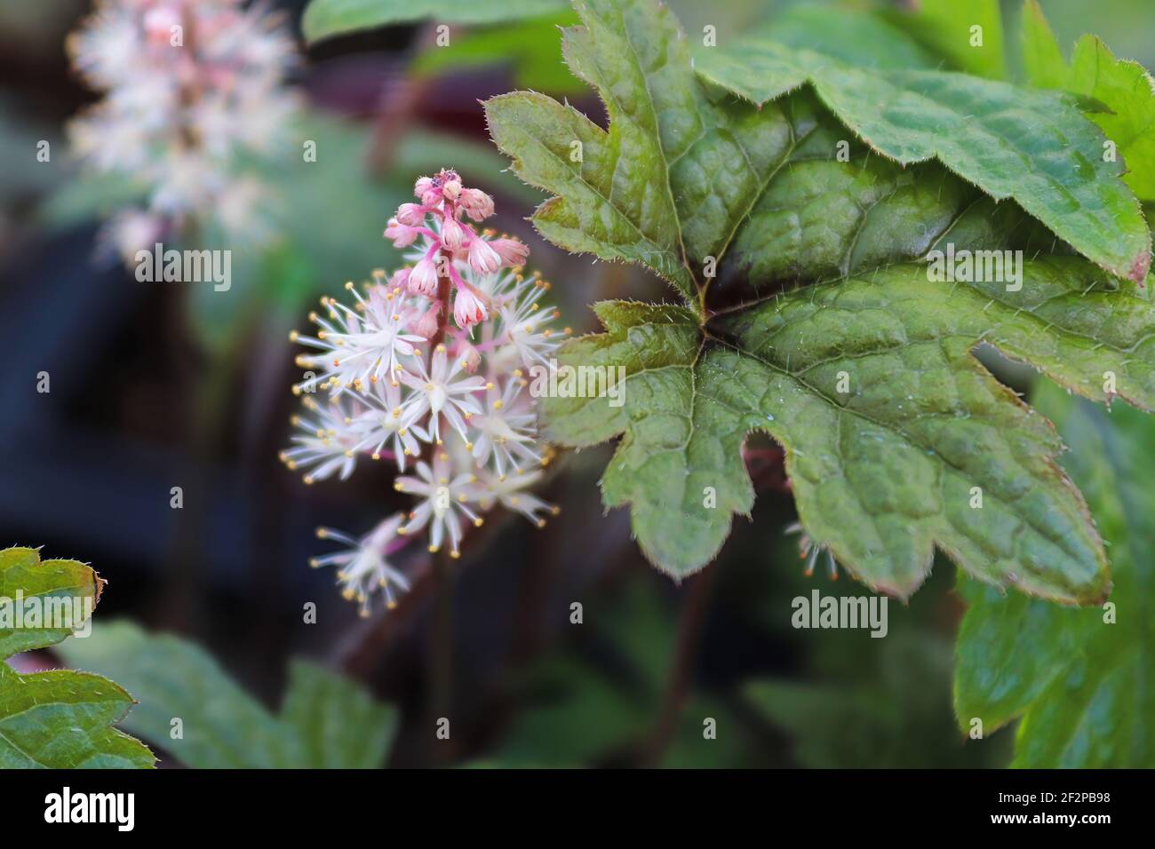 Delicata schiuma fiore fiorisce tra foglie di pianta Foto Stock
