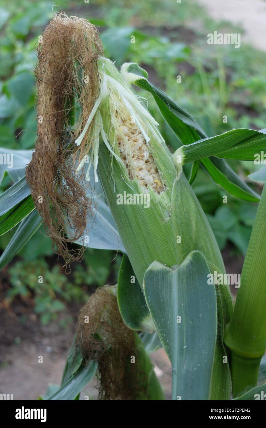 Mais dolce 'Sestet' (Zea mays saccharata gruppo), modello di danno, le pannocchie sono molto popolari con varie specie di uccelli Foto Stock