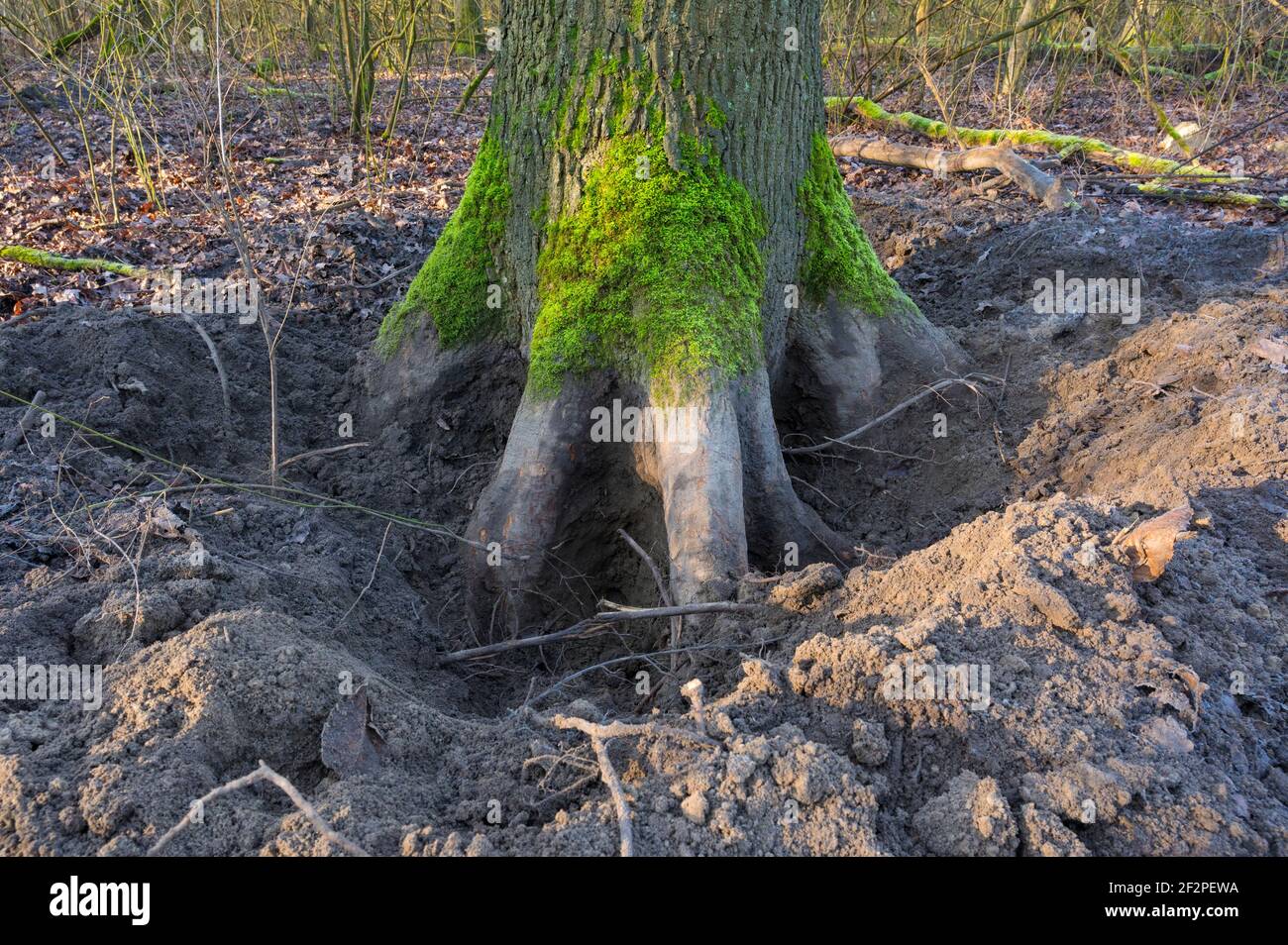 Terra arborchiata da cinghiale sul tronco di una quercia, febbraio, Assia, Germania Foto Stock