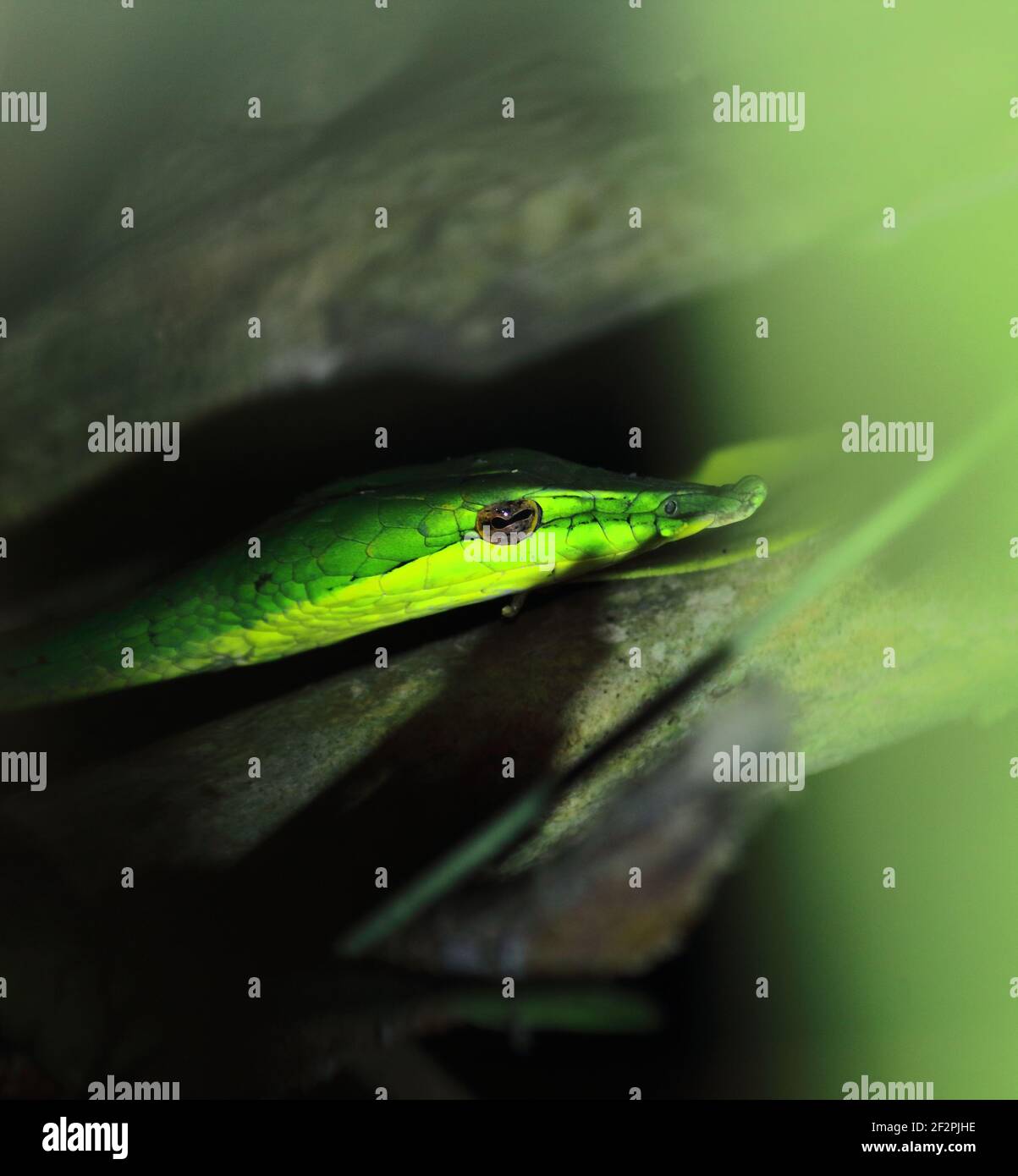 vista ravvicinata di uno splendido ma venoso serpente di frusta dal naso lungo o di un serpente di vite verde dello sri lanka (ahaetulla nasuta), foresta pluviale tropicale in india Foto Stock