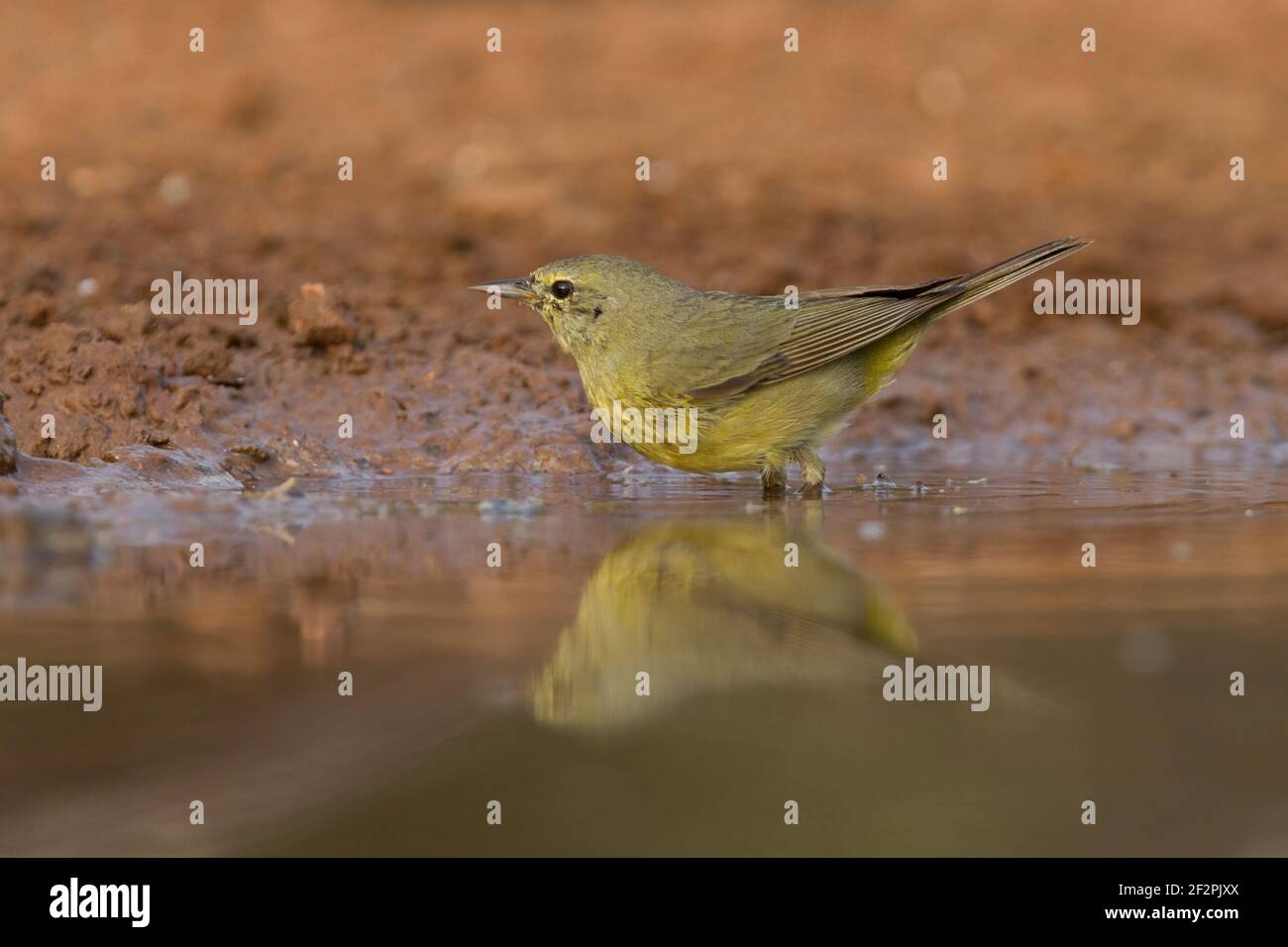 Un Warbler incoronato d'arancia, Leiothlypis celata, che beve un drink in una buca d'acqua nella valle del Rio Grande nel Texas meridionale. Foto Stock