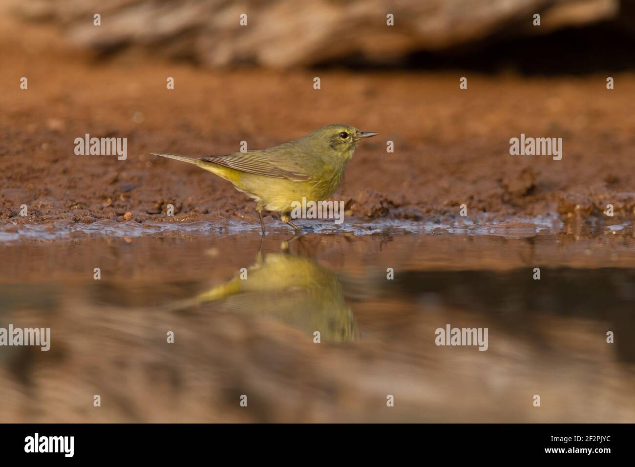 Un Warbler incoronato d'arancia, Leiothlypis celata, che beve un drink in una buca d'acqua nella valle del Rio Grande nel Texas meridionale. Foto Stock