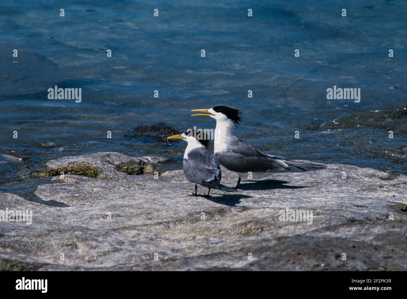 Greater Crested Terns, Thalasseus bergii, sull'isola di Heron nella Grande barriera Corallina in Australia. Foto Stock