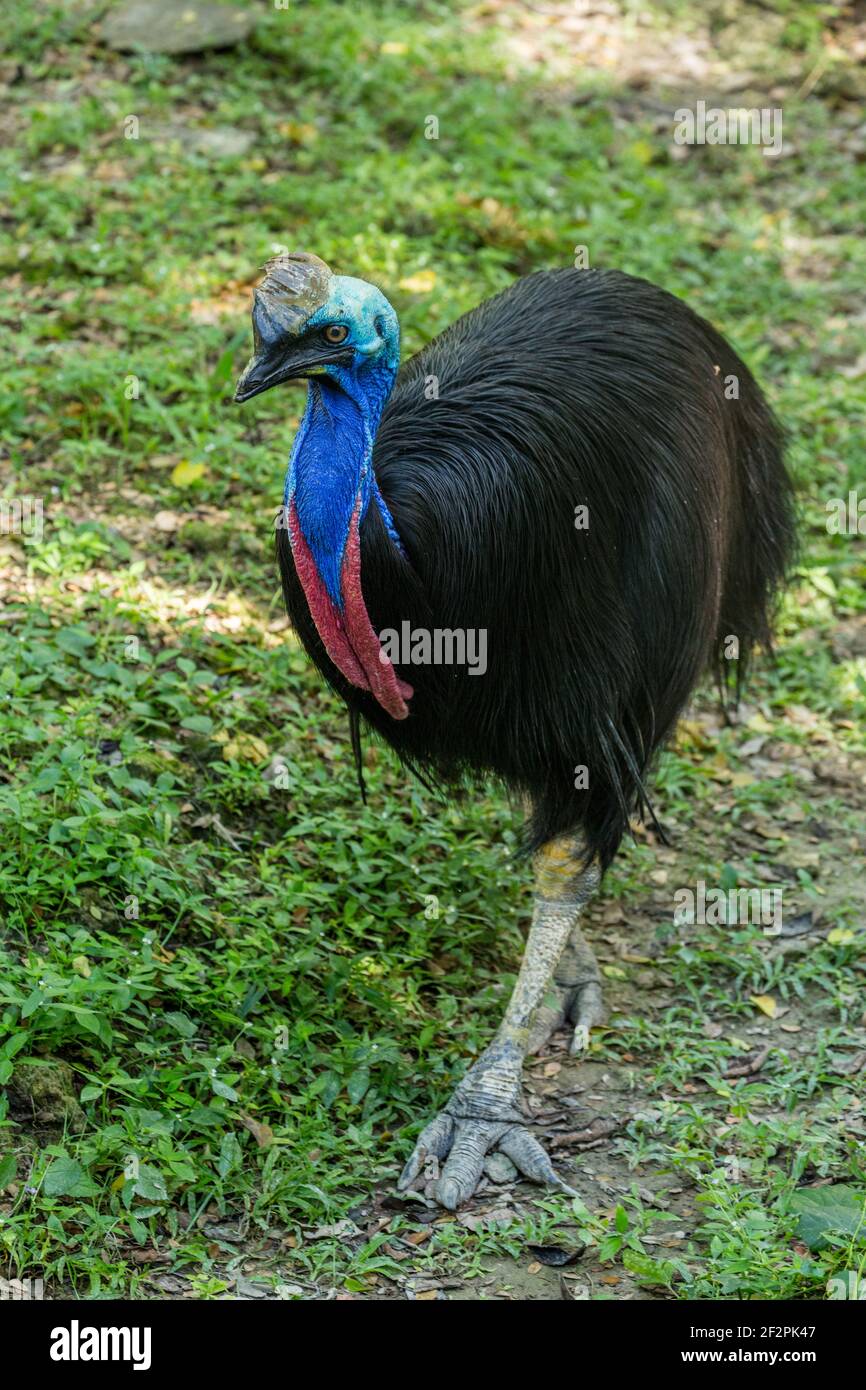 Il Cassowary del Sud, Casuarius casuarius, è un grande uccello senza luce e il più grande uccello in Asia ed in Oceana. Gli adulti maturi hanno una grande cheratina Foto Stock