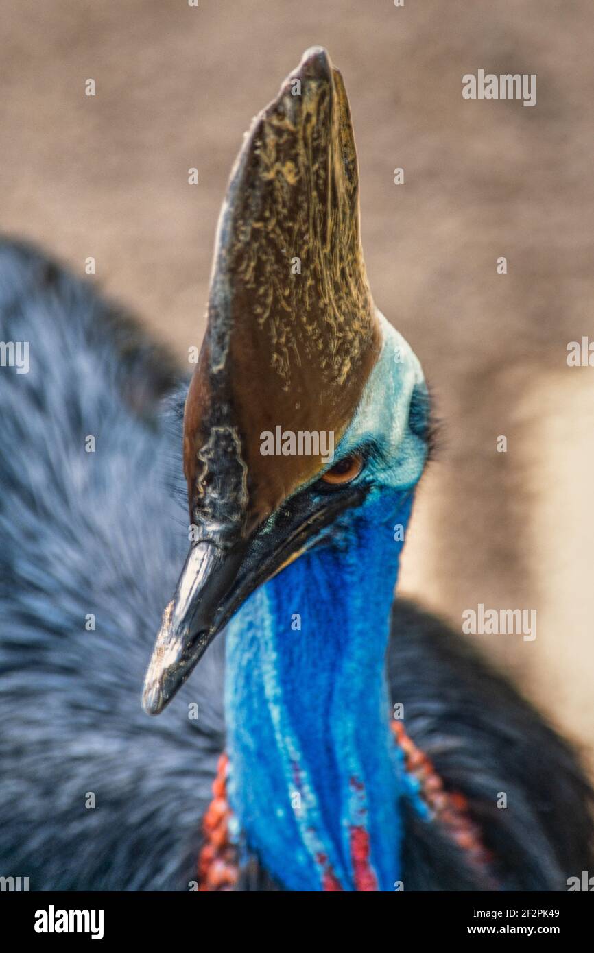Il Cassowary del Sud, Casuarius casuarius, è un grande uccello senza luce e il più grande uccello in Asia ed in Oceana. Gli adulti maturi hanno una grande cheratina Foto Stock