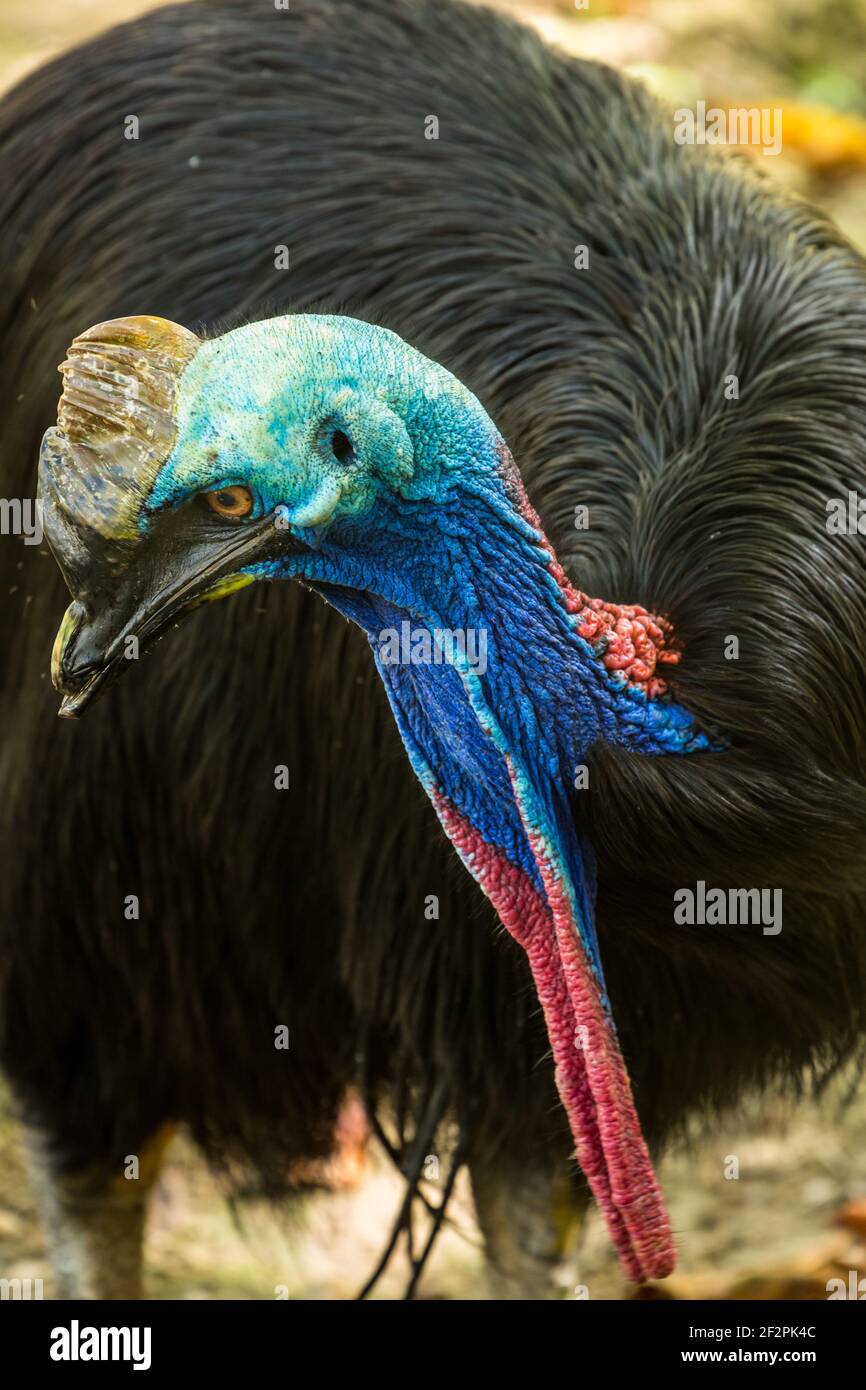 Il Cassowary del Sud, Casuarius casuarius, è un grande uccello senza luce e il più grande uccello in Asia ed in Oceana. Gli adulti maturi hanno una grande cheratina Foto Stock