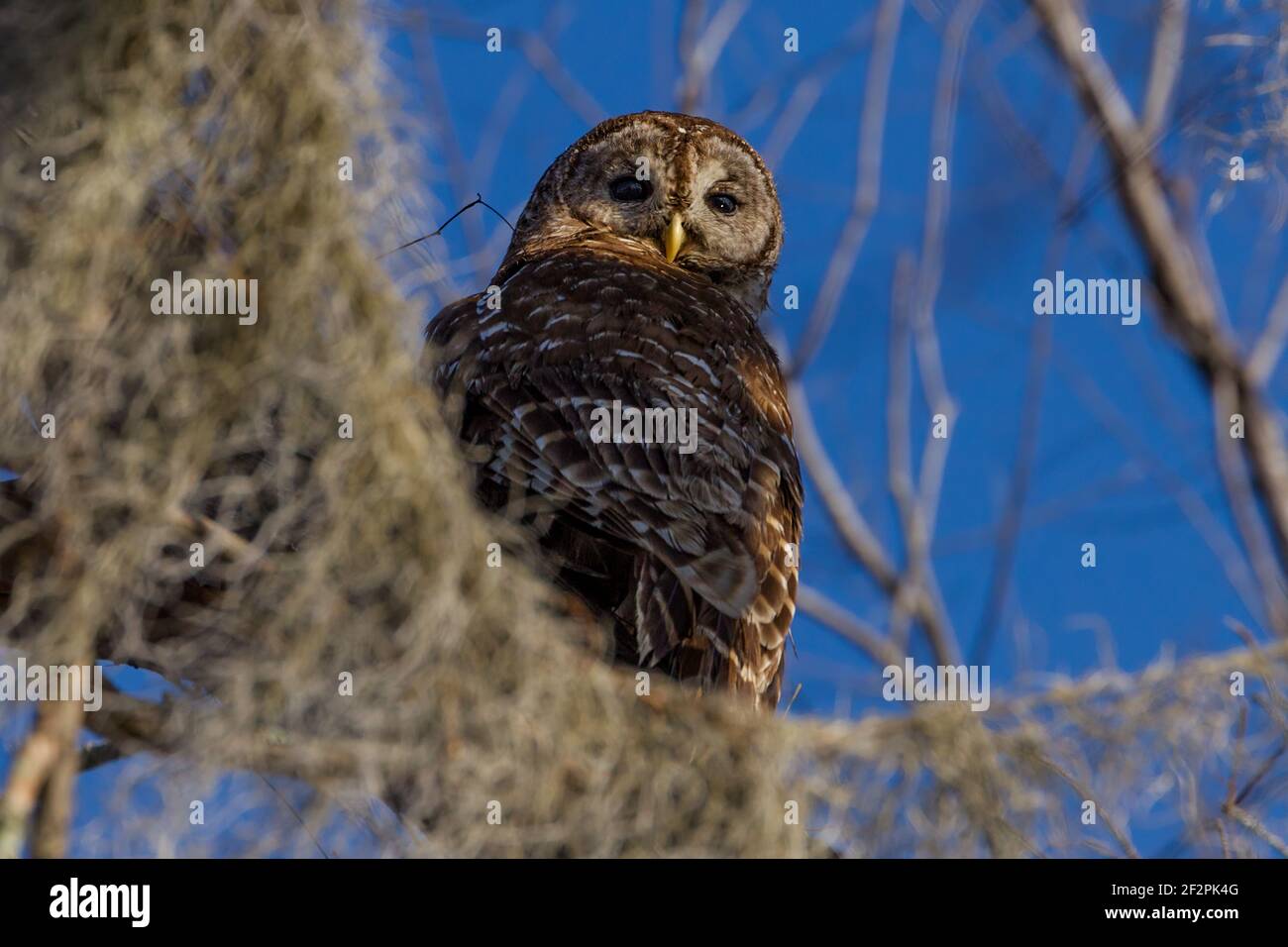 Un Barred Owl si trova in un albero nel bacino di Atchafalya, nella Louisiana meridionale, USA. I gufi bardati sono principalmente notturni e solitamente dormono durante il giorno Foto Stock