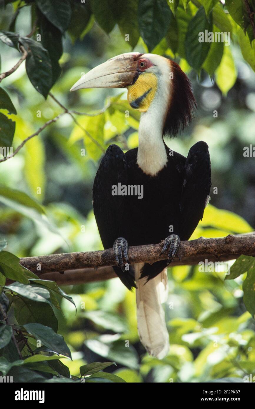 La Hornbill, Rhyticeros undulatus, chiamata anche Hornbill, con pouched bar, è originaria del sud e del sud-est asiatico. Foto Stock