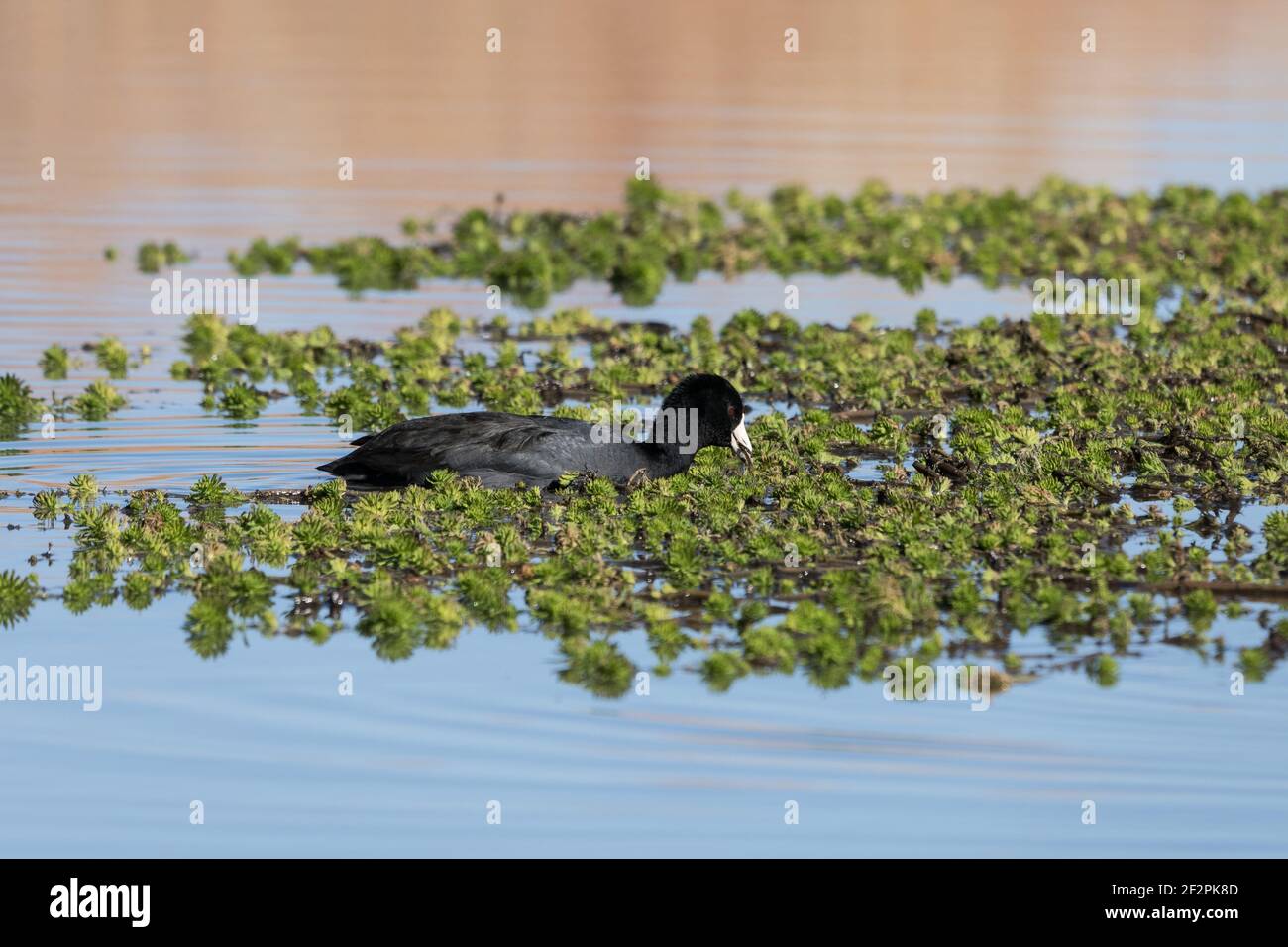 Un American Coot, Fulica americana, si nutre di vegetazione acquatica nel Bosque del Apache National Wildlife Refuge nel New Mexico, USA. Foto Stock