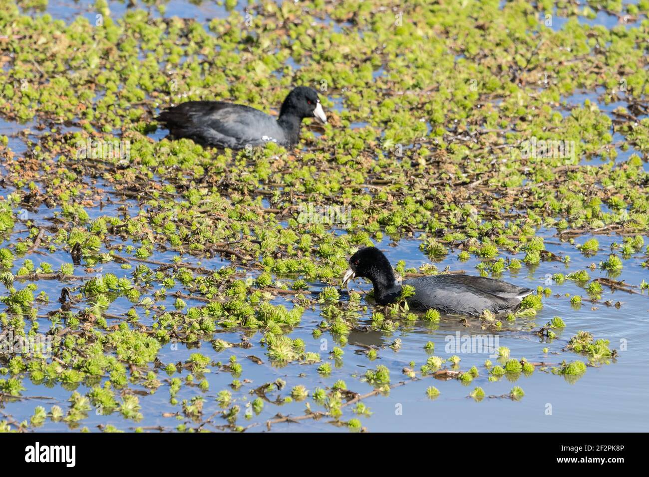 Due cuote americane, Fulica americana, si nutrono della vegetazione acquatica nel Bosque del Apache National Wildlife Refuge nel New Mexico, USA. Foto Stock