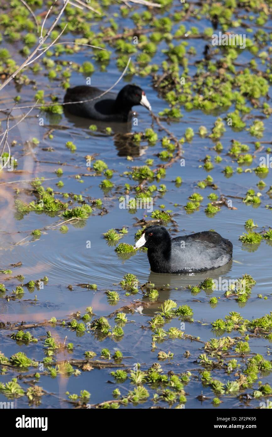 Due cuote americane, Fulica americana, si nutrono della vegetazione acquatica nel Bosque del Apache National Wildlife Refuge nel New Mexico, USA. Foto Stock