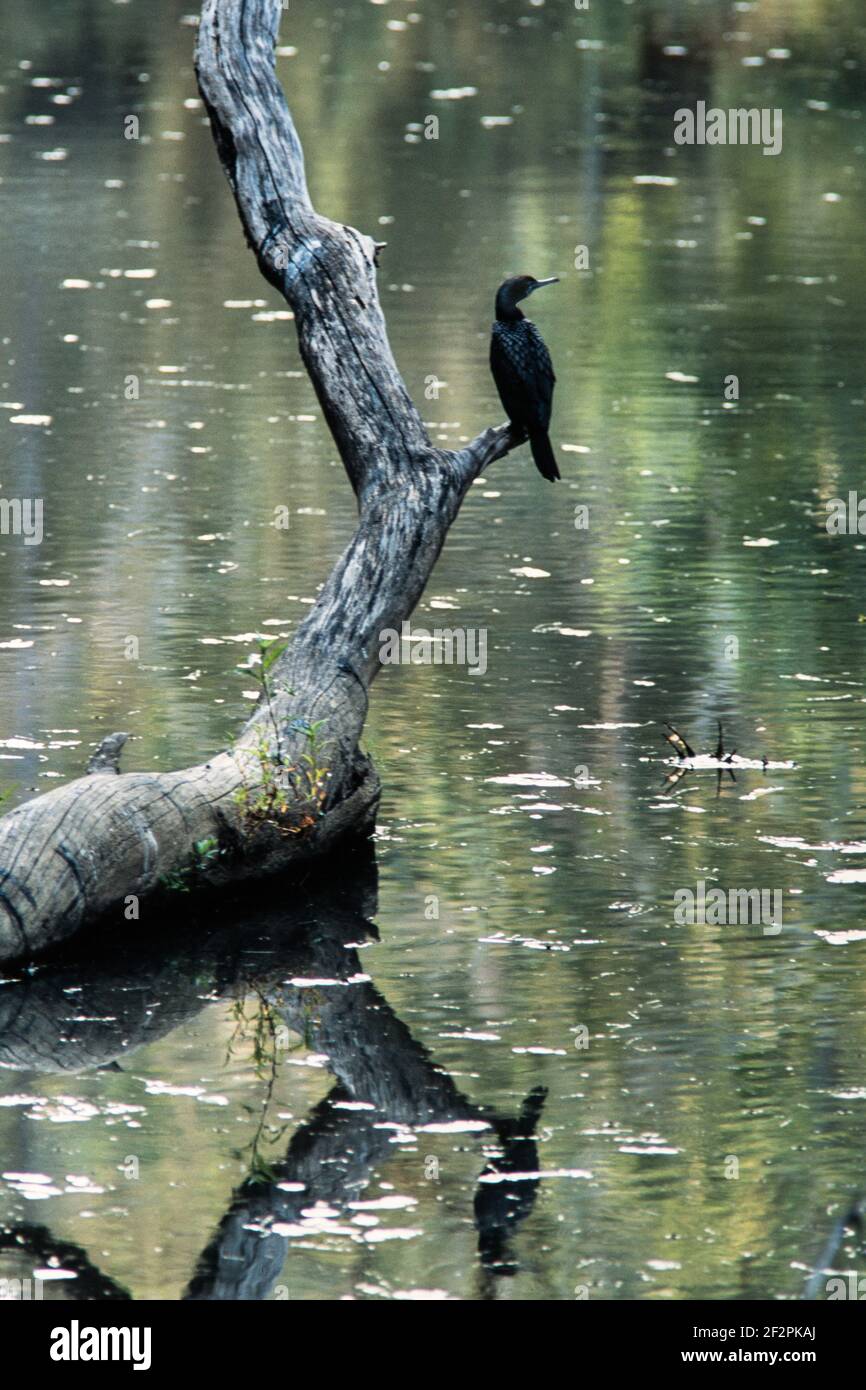 Il piccolo cormorano nero, Phalacrocorax sulcirostris, è comune intorno ai piccoli fiumi e laghi in Australia e nella Nuova Zelanda settentrionale. Foto Stock