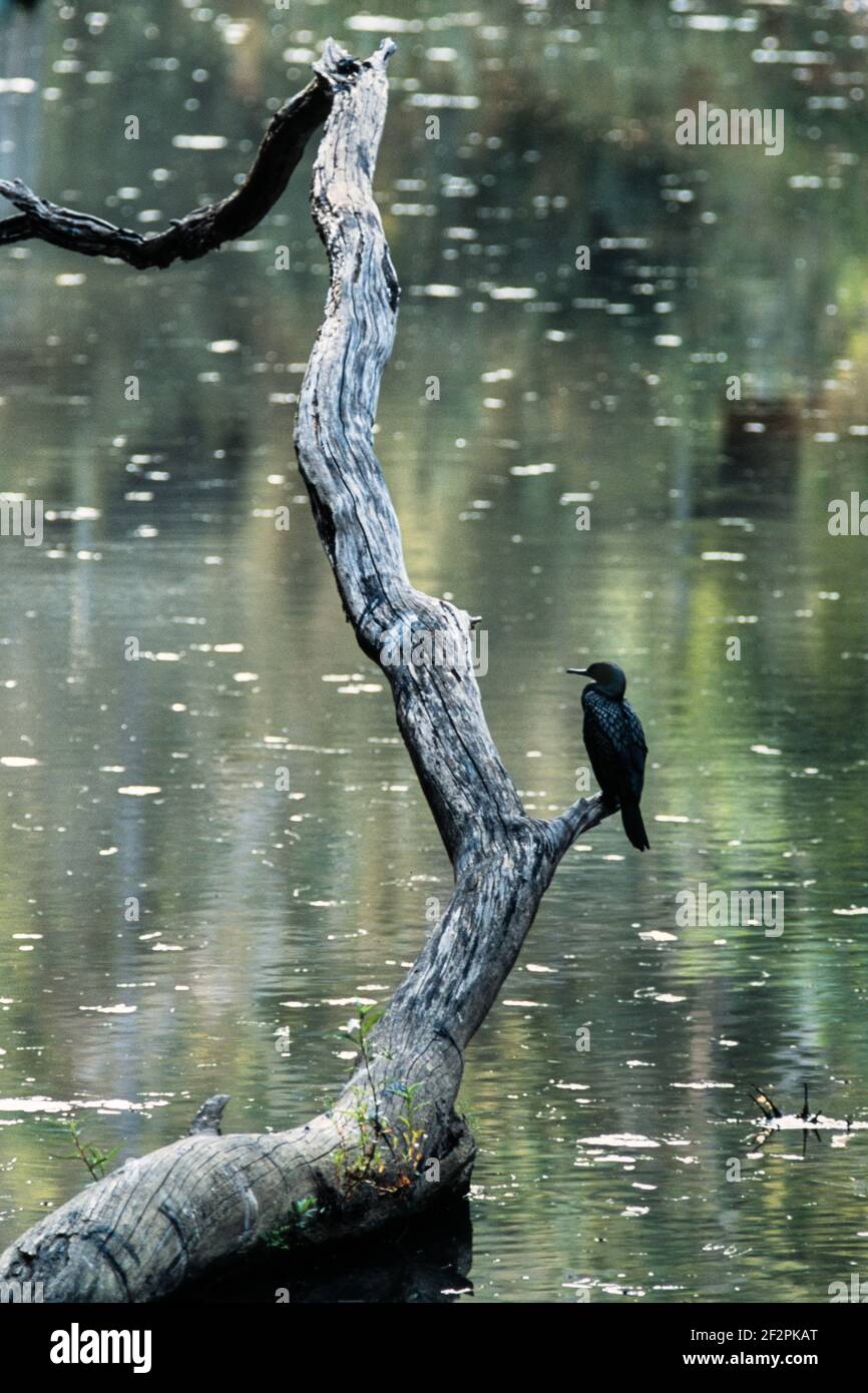 Il piccolo cormorano nero, Phalacrocorax sulcirostris, è comune intorno ai piccoli fiumi e laghi in Australia e nella Nuova Zelanda settentrionale. Foto Stock