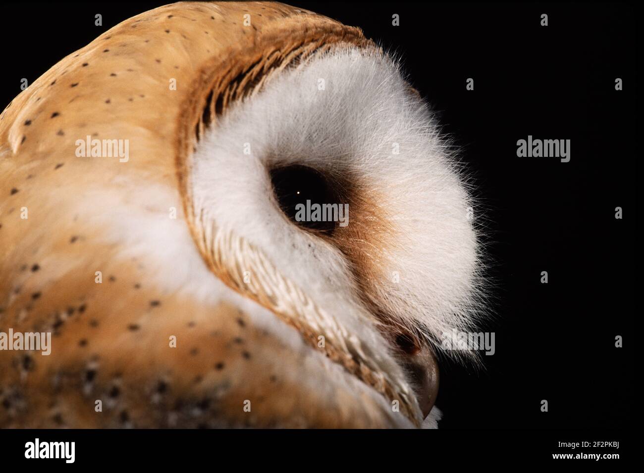 Il comune Barn Owl, Tyto alba, è il gufo più diffuso al mondo. Fotografato in Inghilterra. Foto Stock