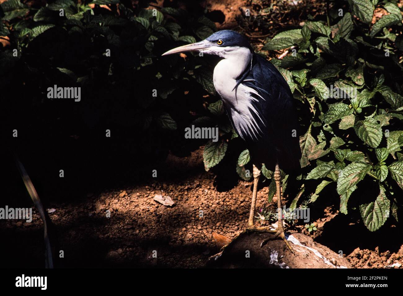 Il Ped Heron si trova sulle coste settentrionali dell'Australia e sulle coste meridionali della Nuova Guinea. Mangiano rane, pesci, granchi e altri piccoli ani acquatici Foto Stock