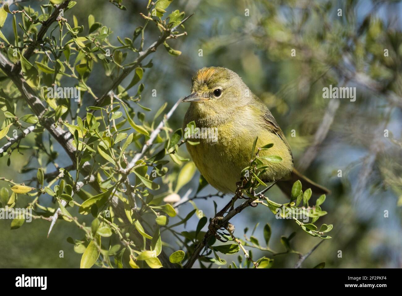 Un Warbler incoronato d'arancia che forava le bacche in un arbusto di grigiotorio in una voliera dell'Arizona Sonoran Desert Museum. Foto Stock