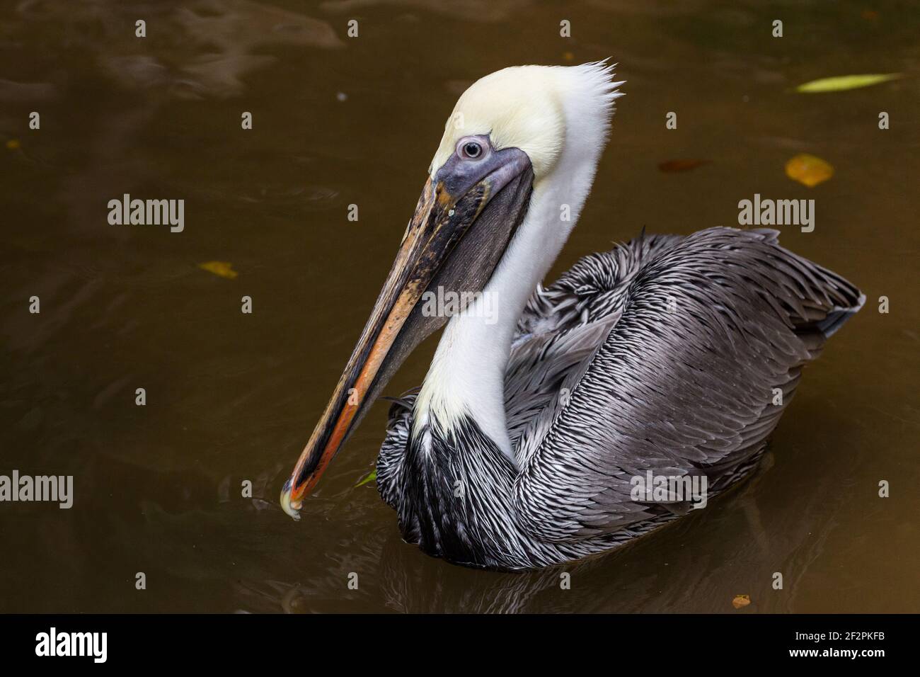 Bruno Pelican, Pelecanus occidentalis, nuoto nel porto di Spagna, Trinidad e Tobago. Questo è il piccolo delle specie pelicane ed è diffuso o Foto Stock